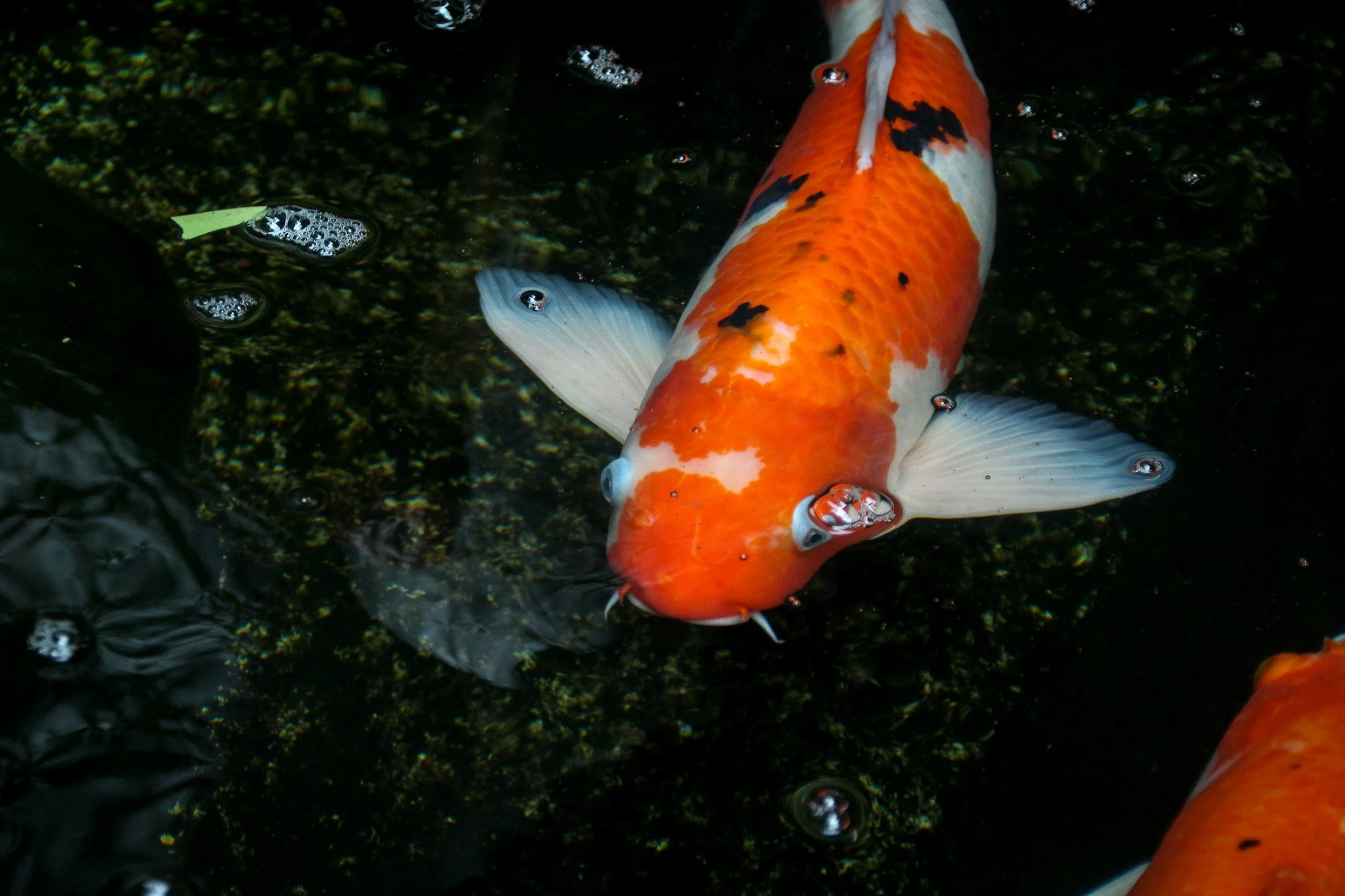 How to care for koi fish to produce good quality koi