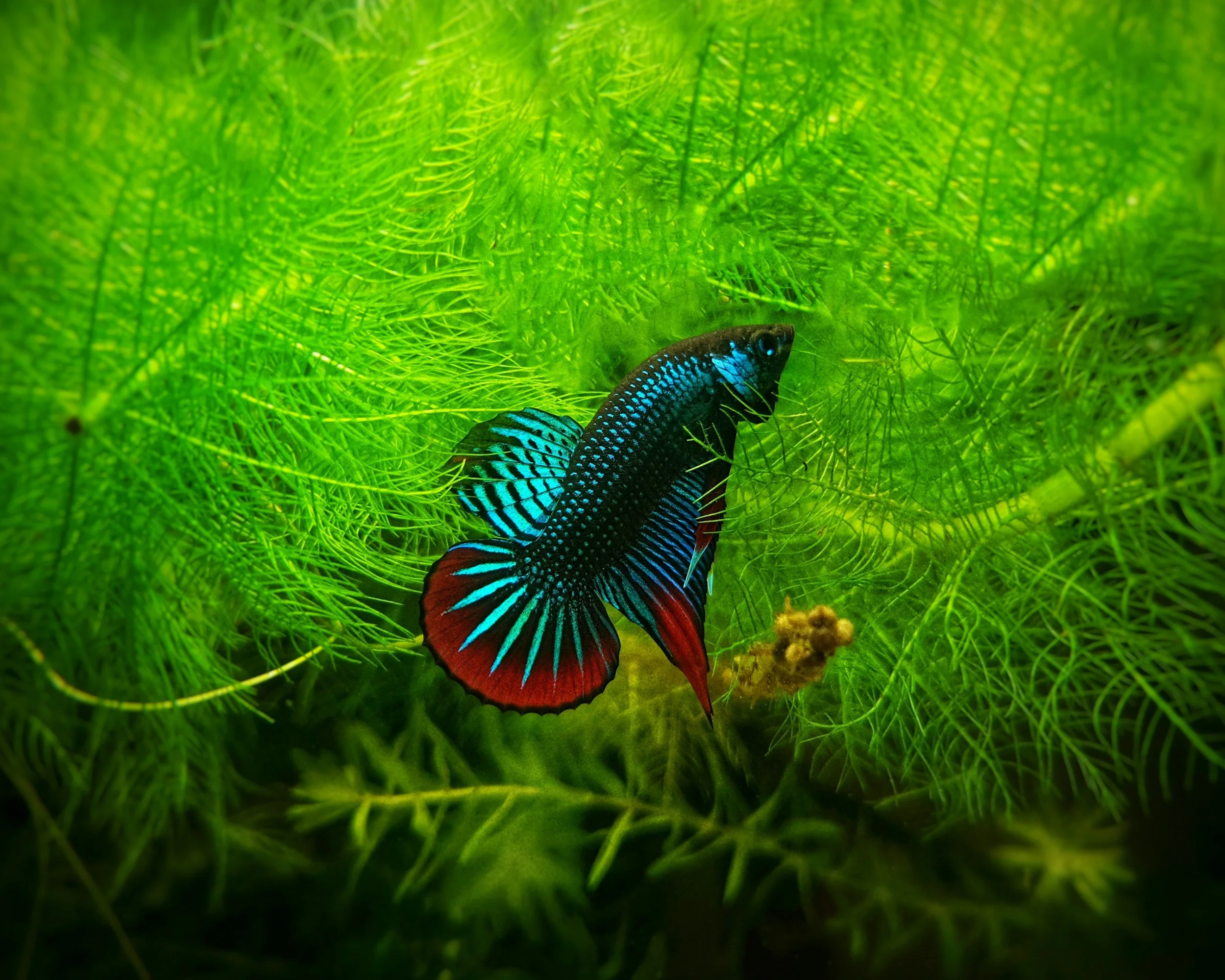 how to keep betta fish in an aquarium