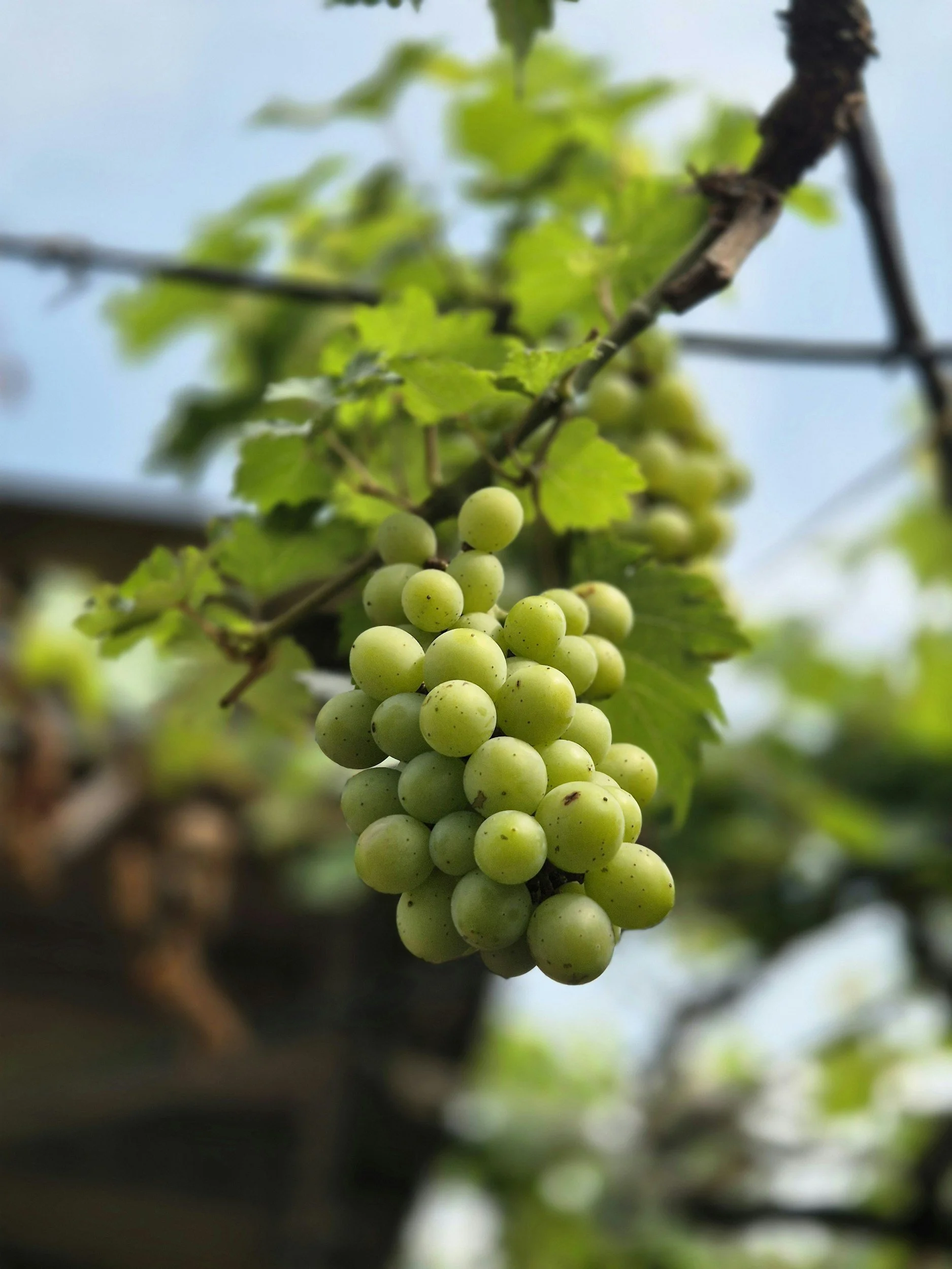 Budidaya anggur di pekarangan rumah