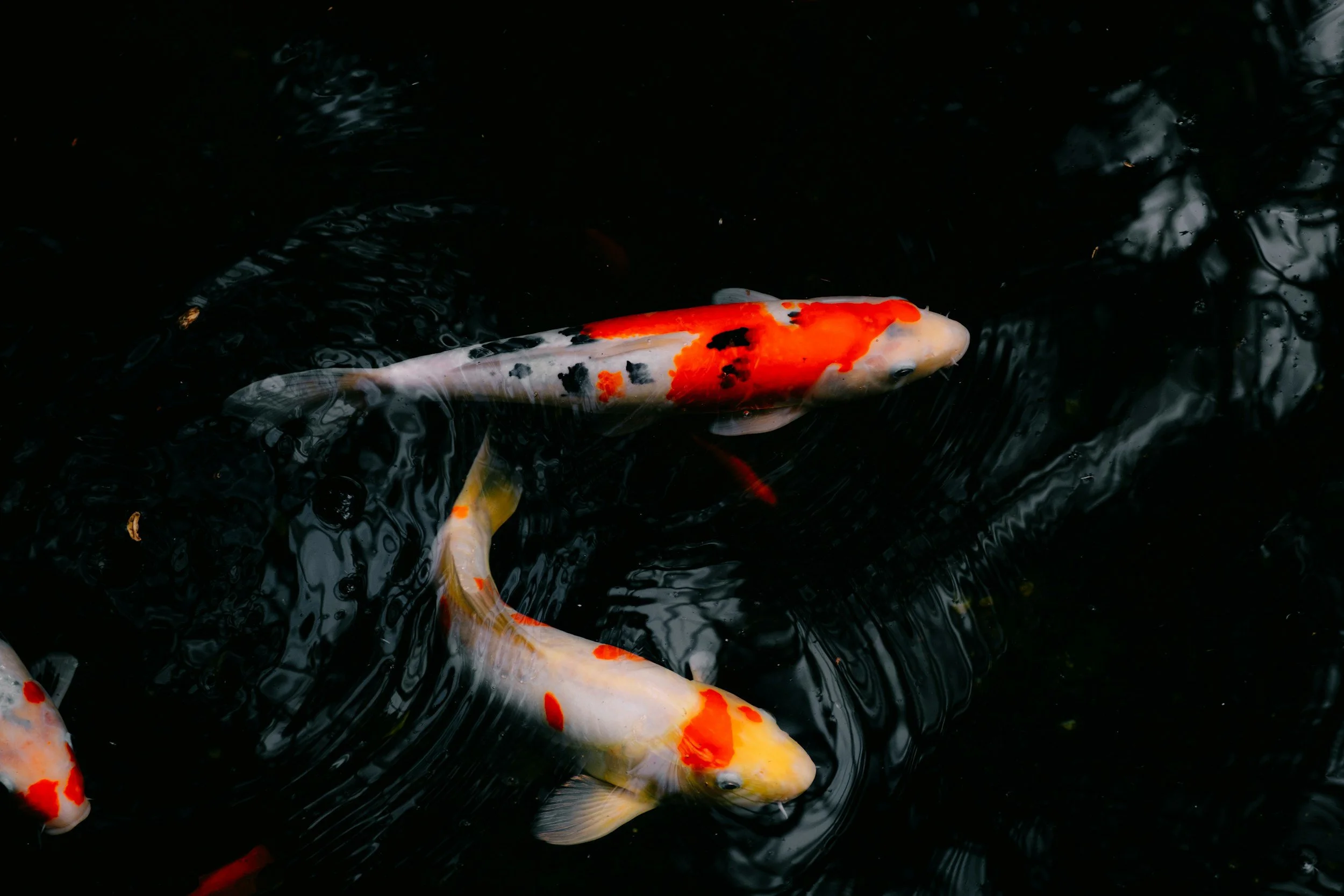 Tehnik pemasaran ikan koi