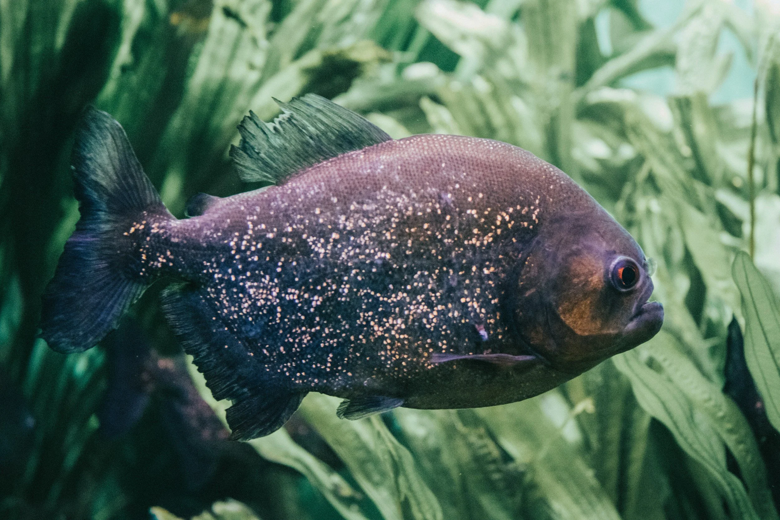 Habitat ikan piranha