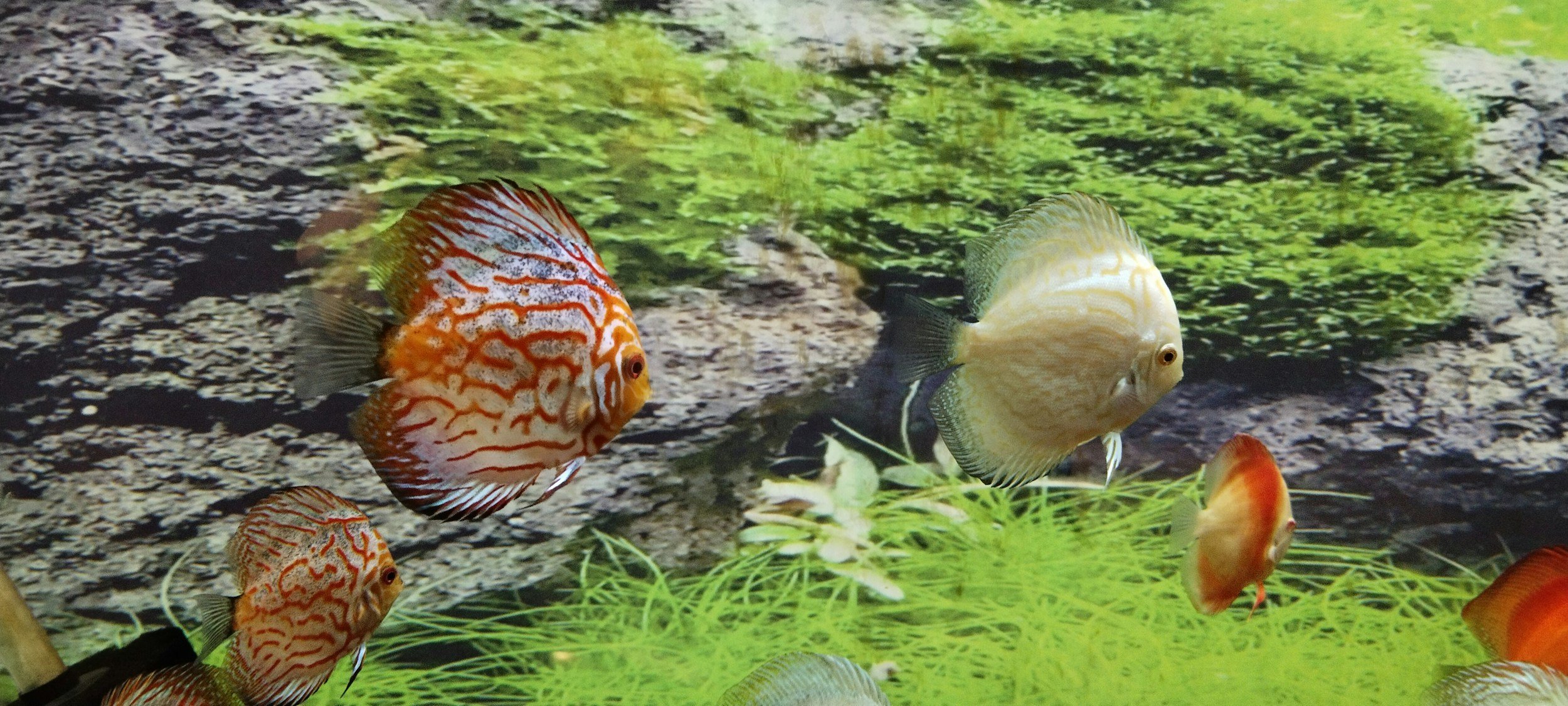 Discus Aquarium Care Management