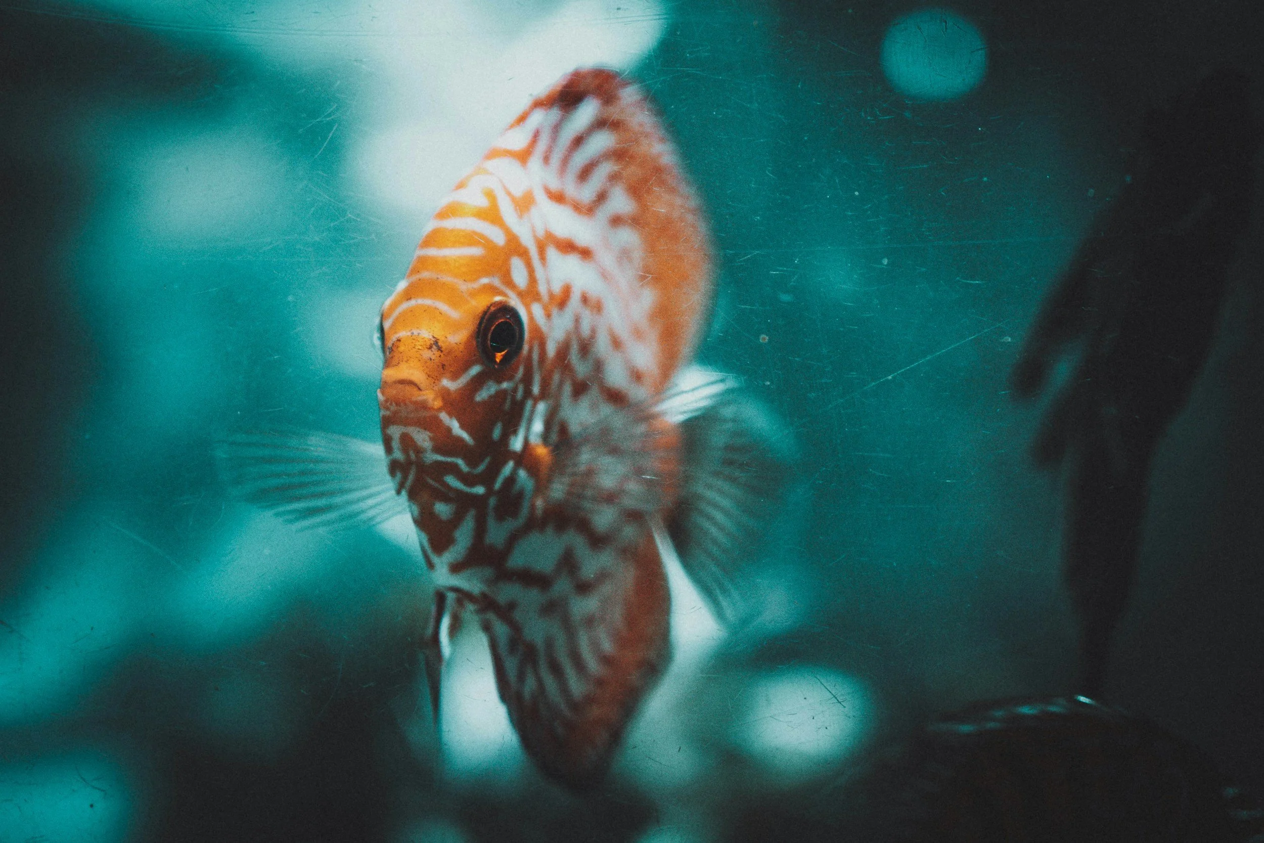 The right type of feed and feeding time for caring for discus fish