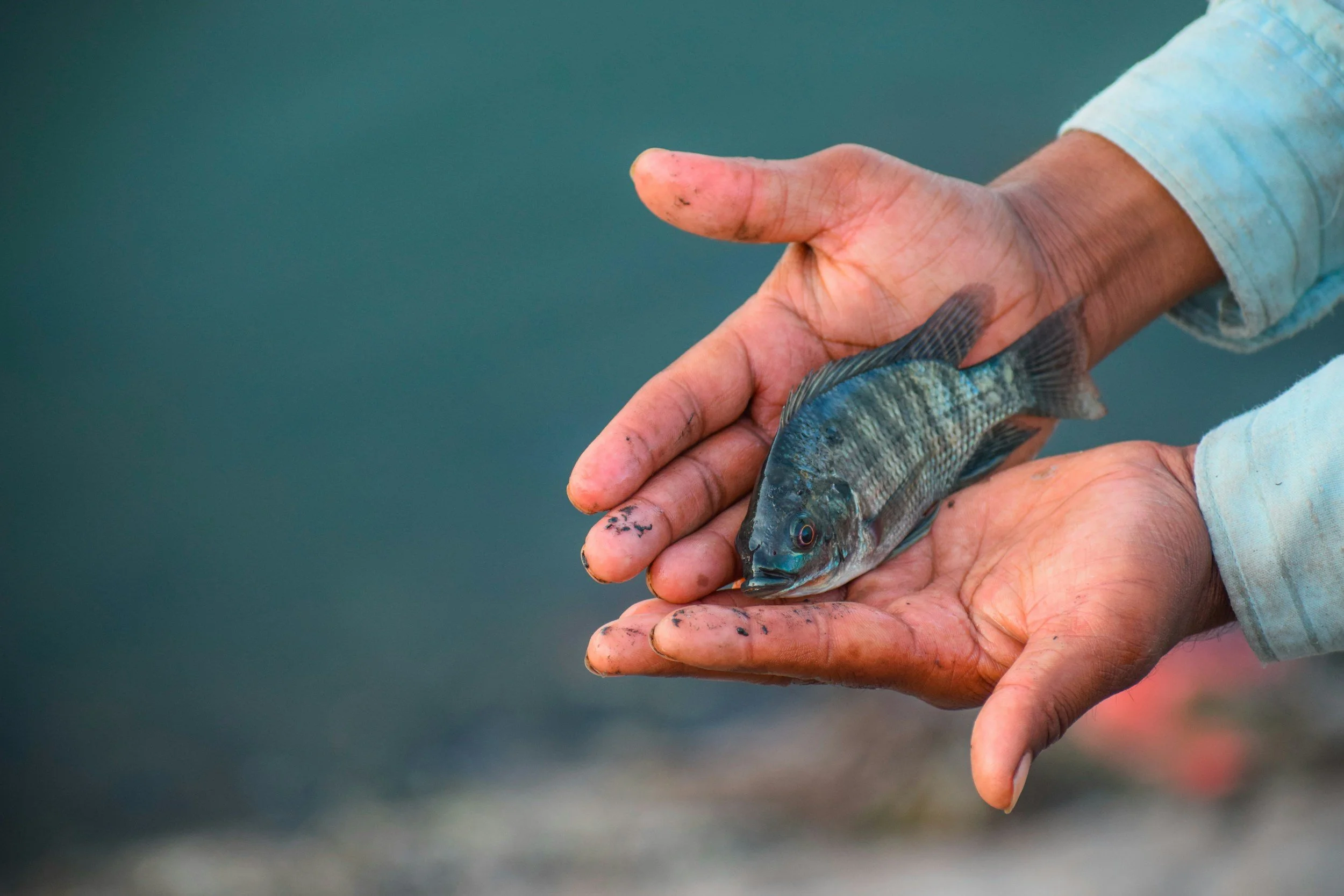 Manajemen pemasaran ikan nila konsumsi 