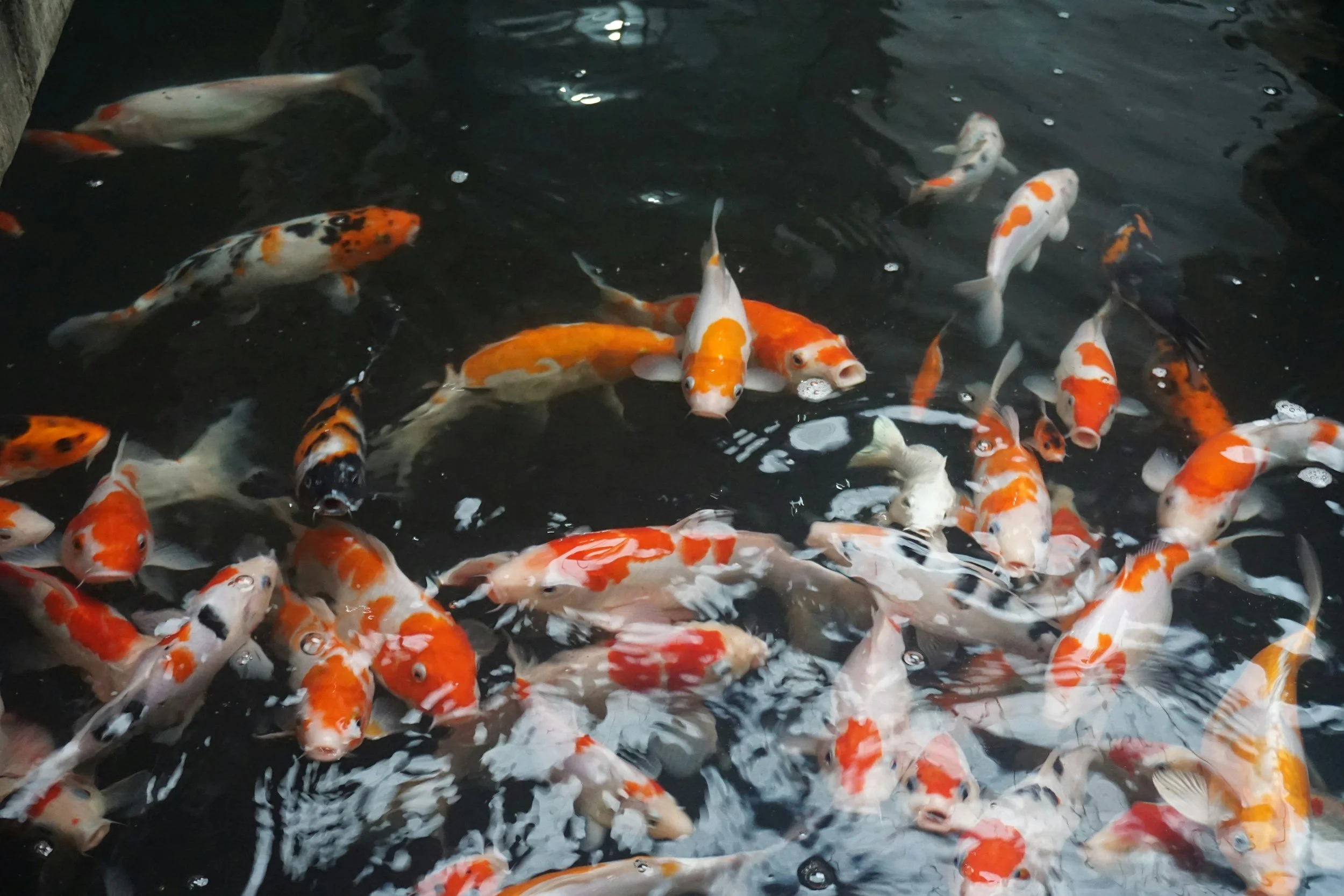hal-hal yang perlu diperhatikan ketika akan memulai memelihara ikan koi di halaman rumah