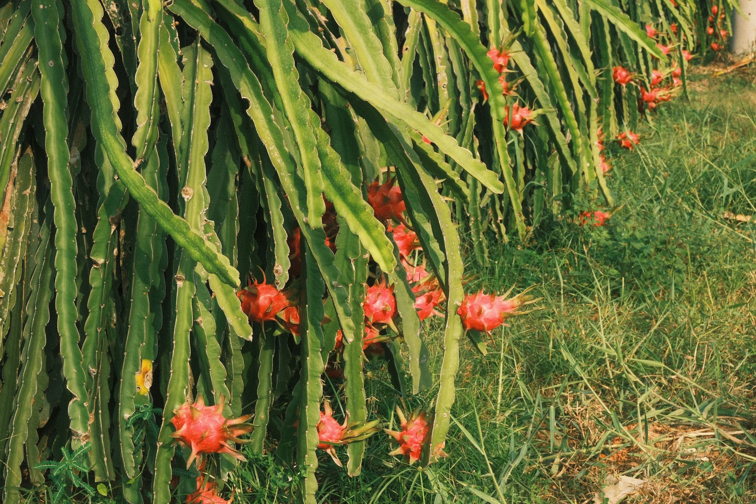Bagaimana cara meningkatkan produksi buah naga