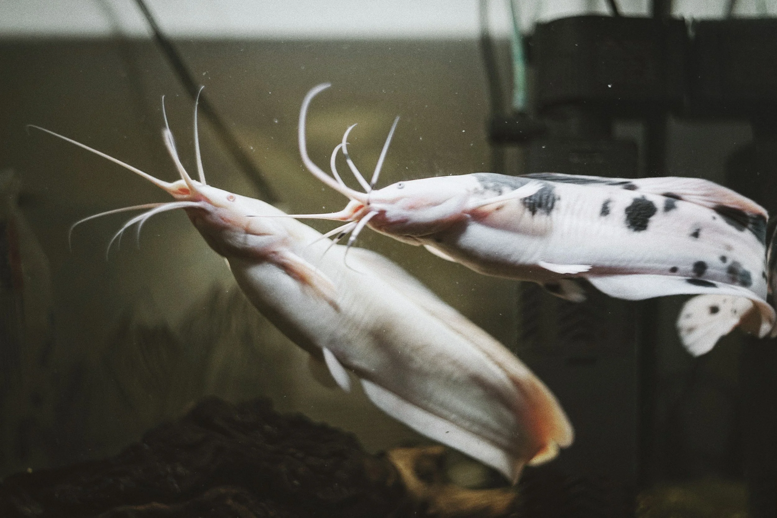 Cara meningkatkan produktivitas produksi ikan lele