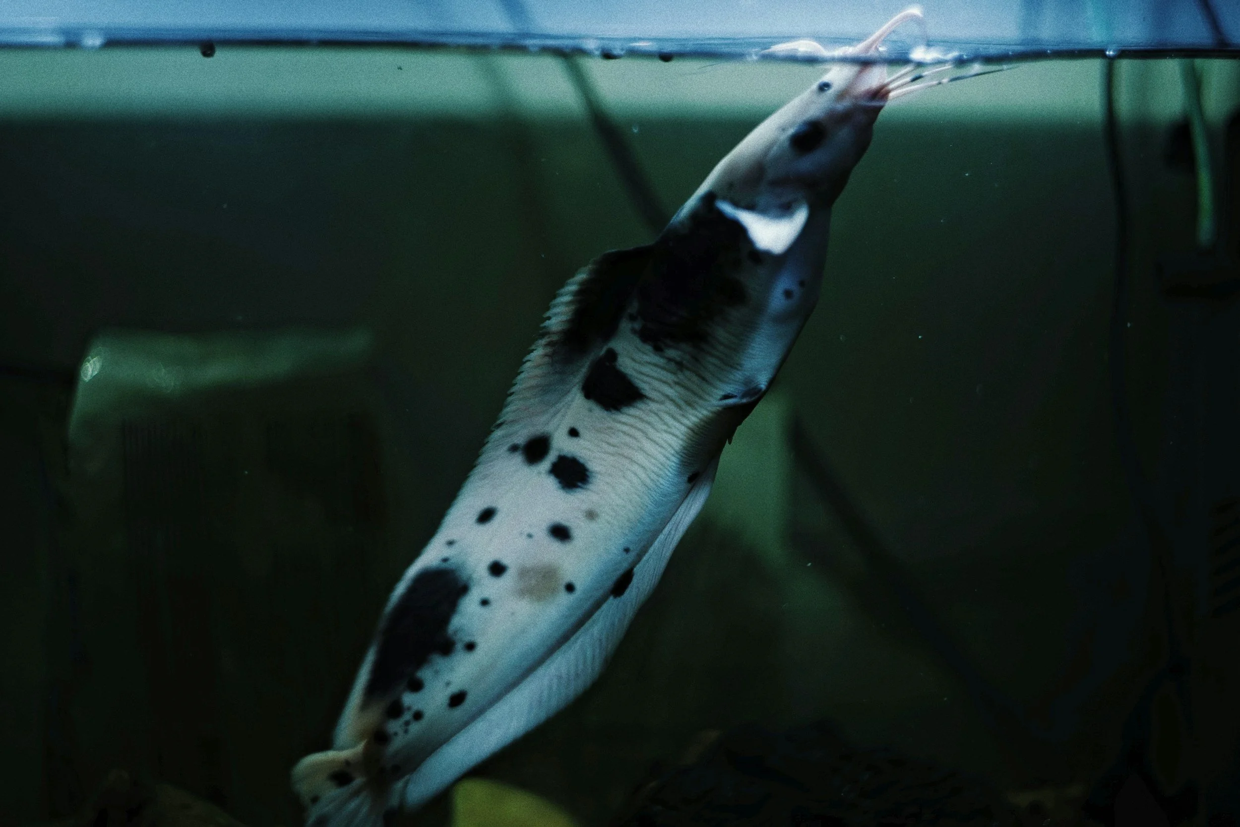 Langkah singkat menangani ikan lele sakit