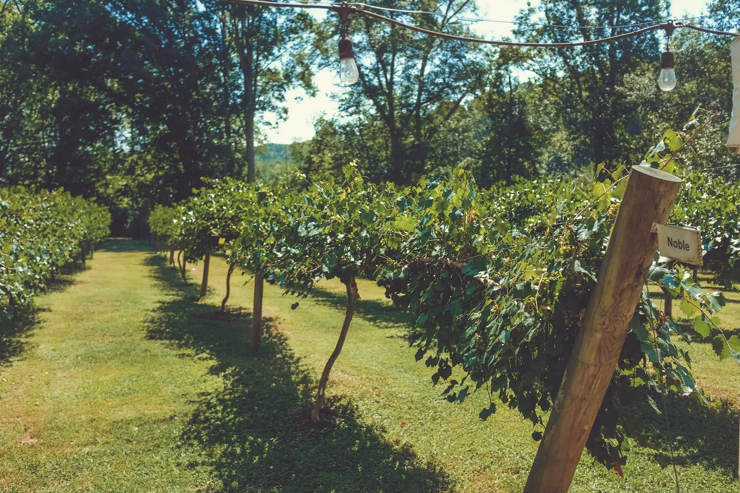 The role of agrotourism in the community economy