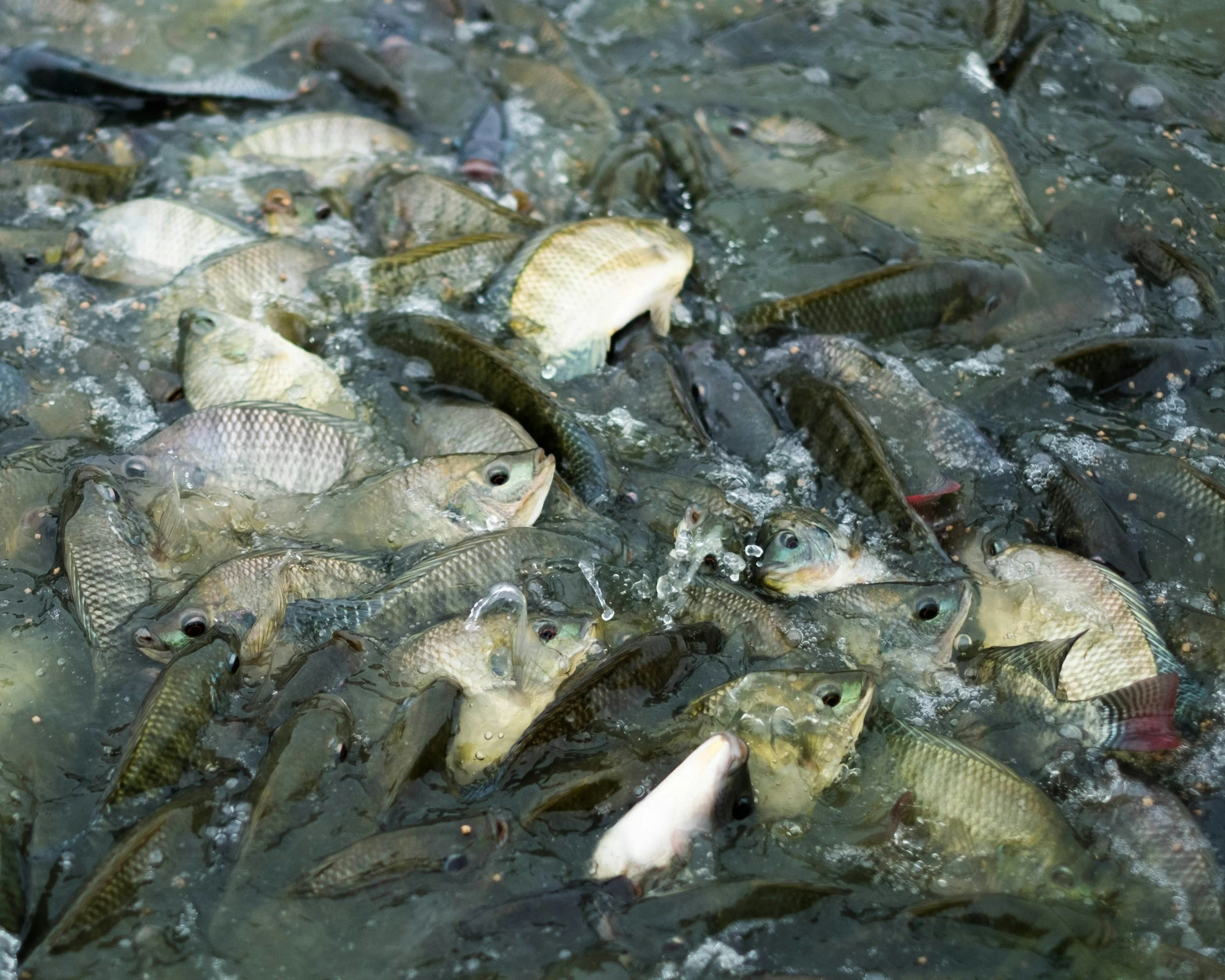 A large group of fish swimming in a body of water.