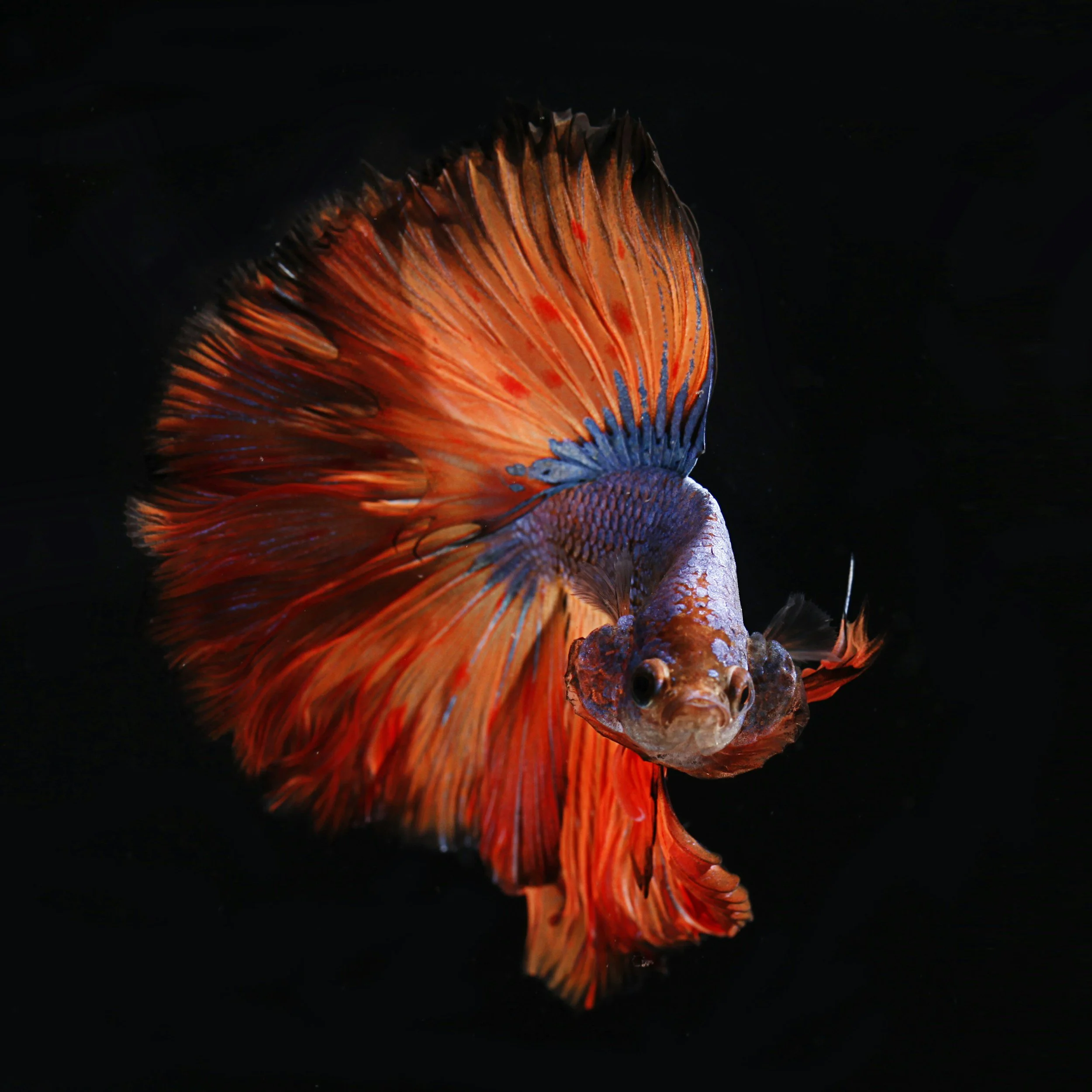 steps in keeping betta fish at home