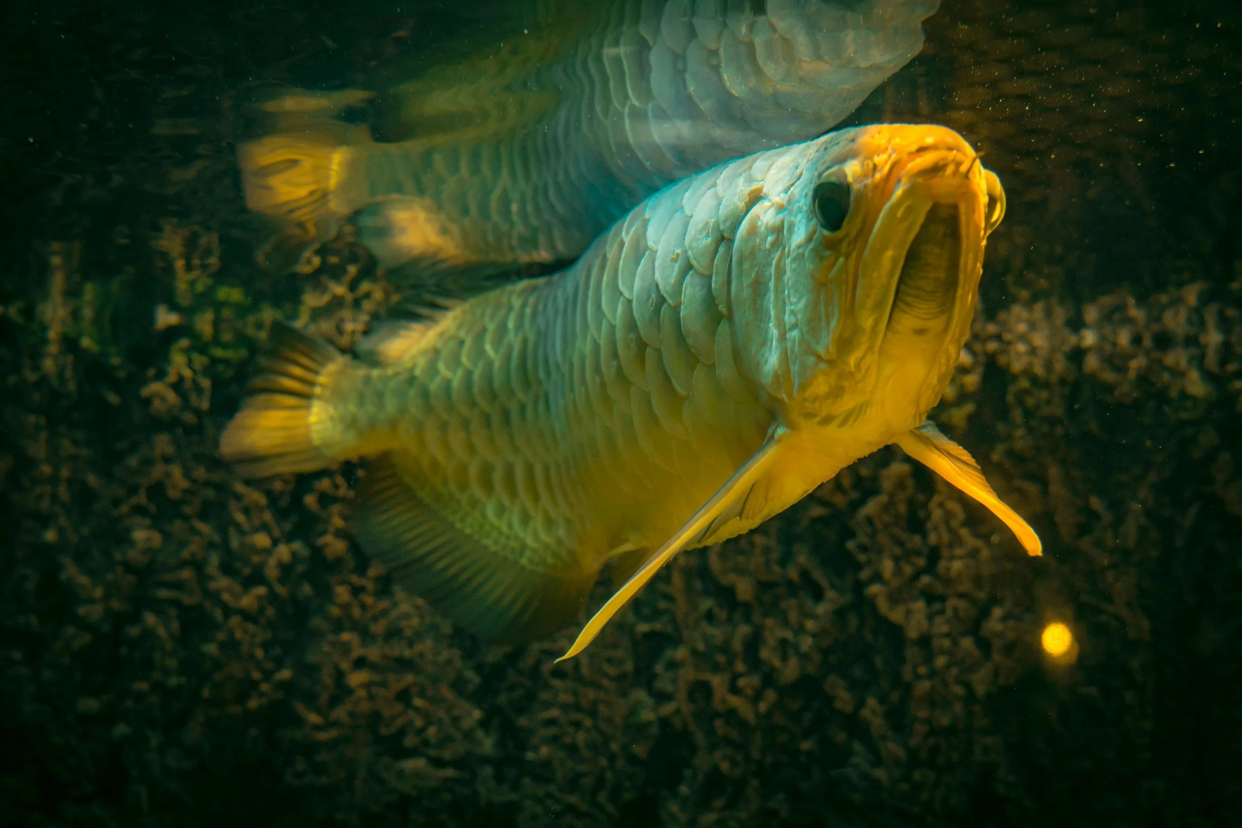 Arowana is a freshwater fish known for its elongated body, large scales, and distinctive upturned mouth that allows it to surface-feed. Native to rivers and floodplains in Asia, South America, and Australia, arowanas are prized by hobbyists for their