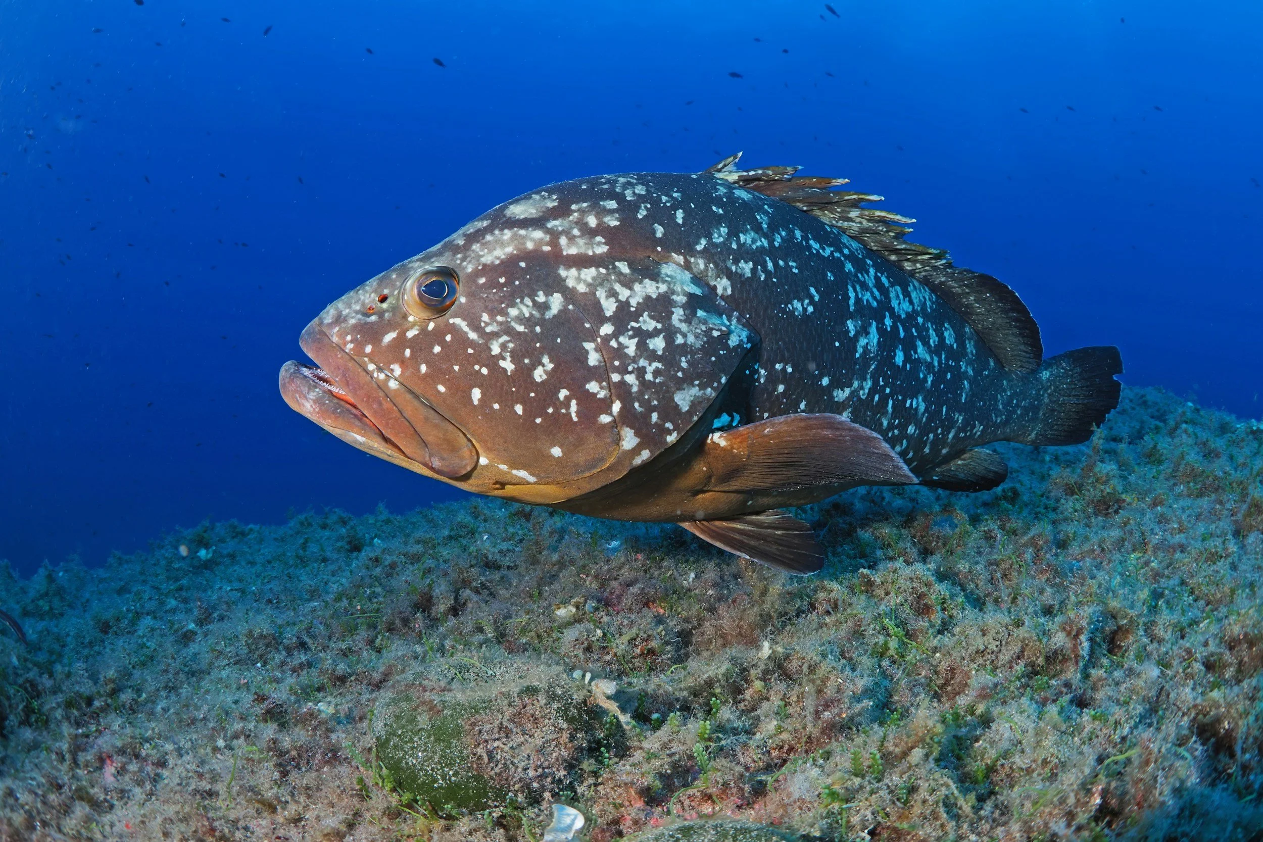 A large fish with a brown body and white spots swimming above a coral reef in clear blue water.