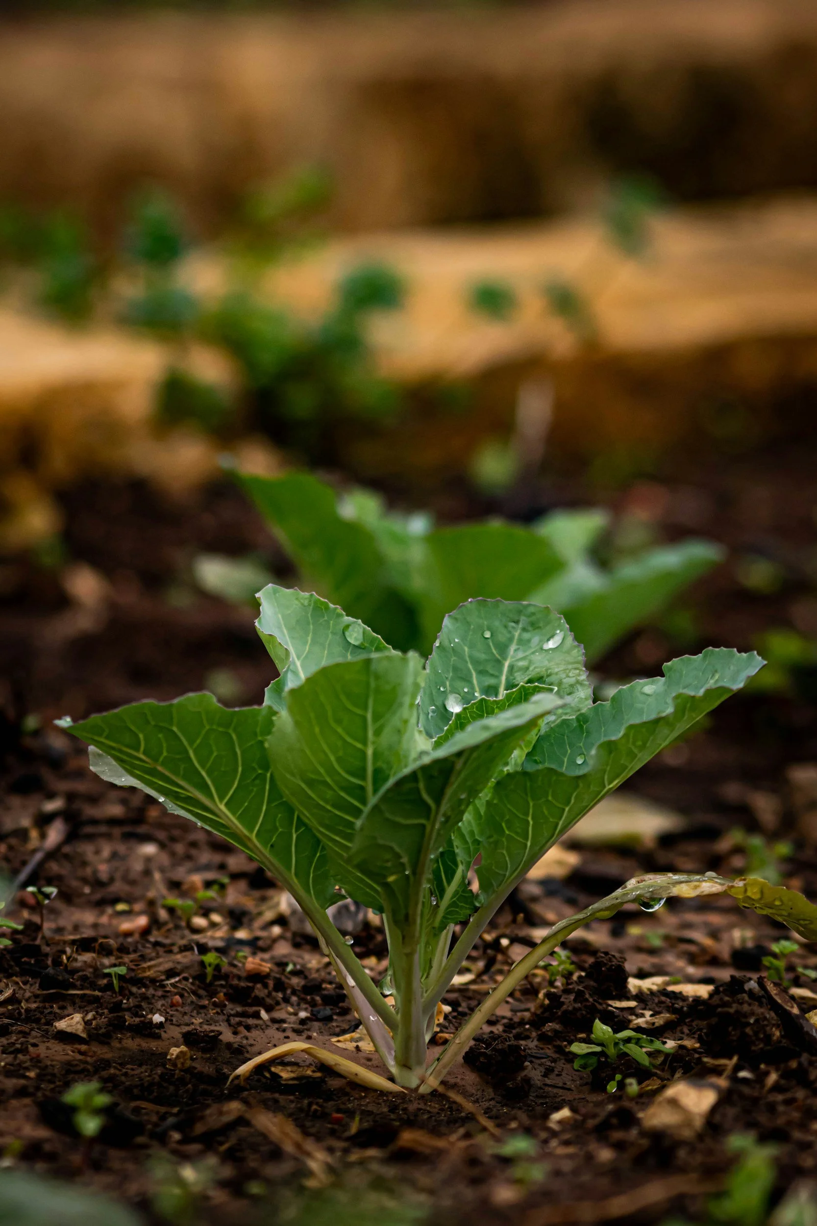 Berikut daftar jenis tanaman sayuran yang cocok untuk metode pertanian urban farming