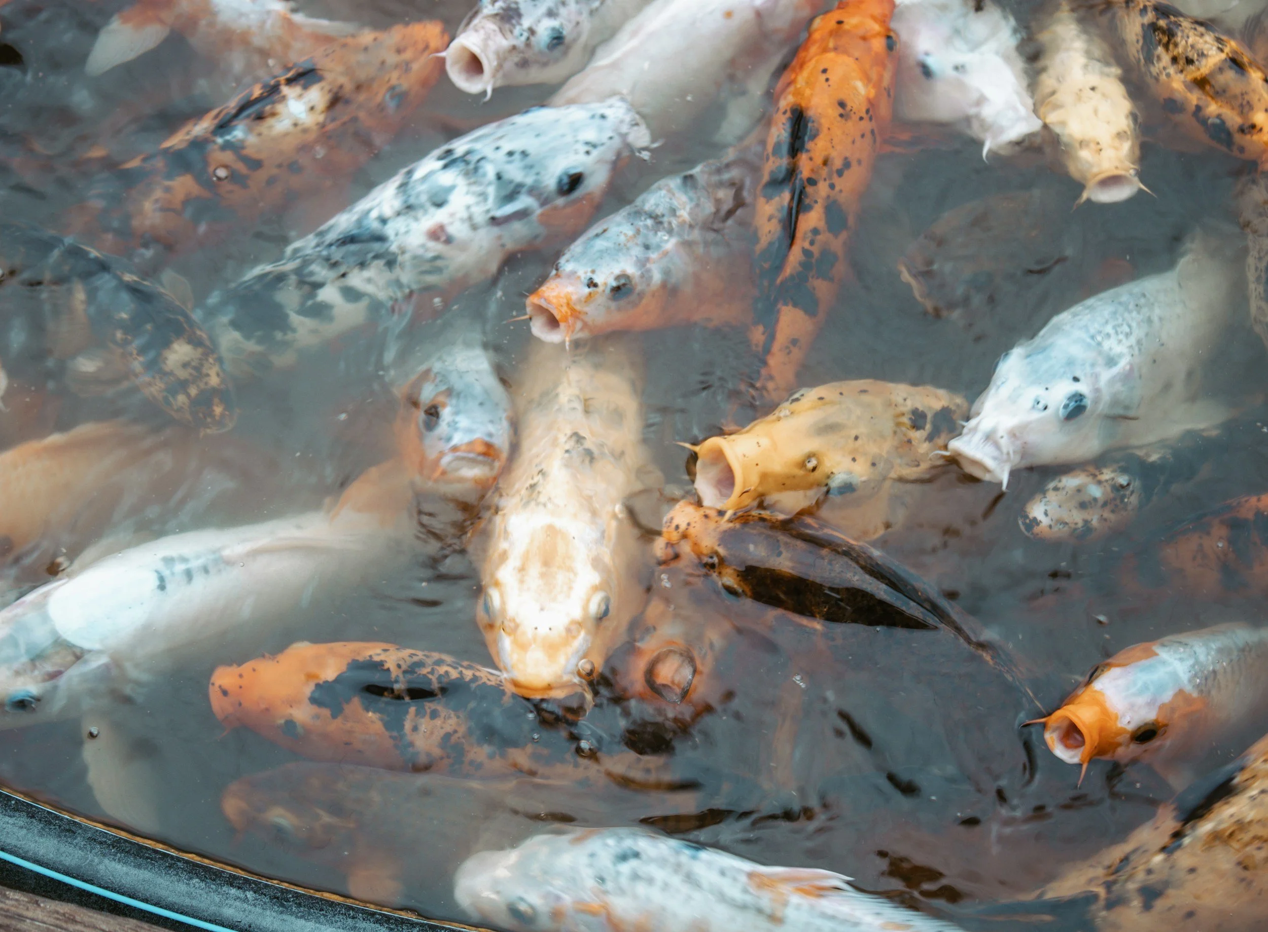 Mengapa Keterbatasan Lahan dan Air Menjadi Hambatan Utama Balai Benih Ikan?