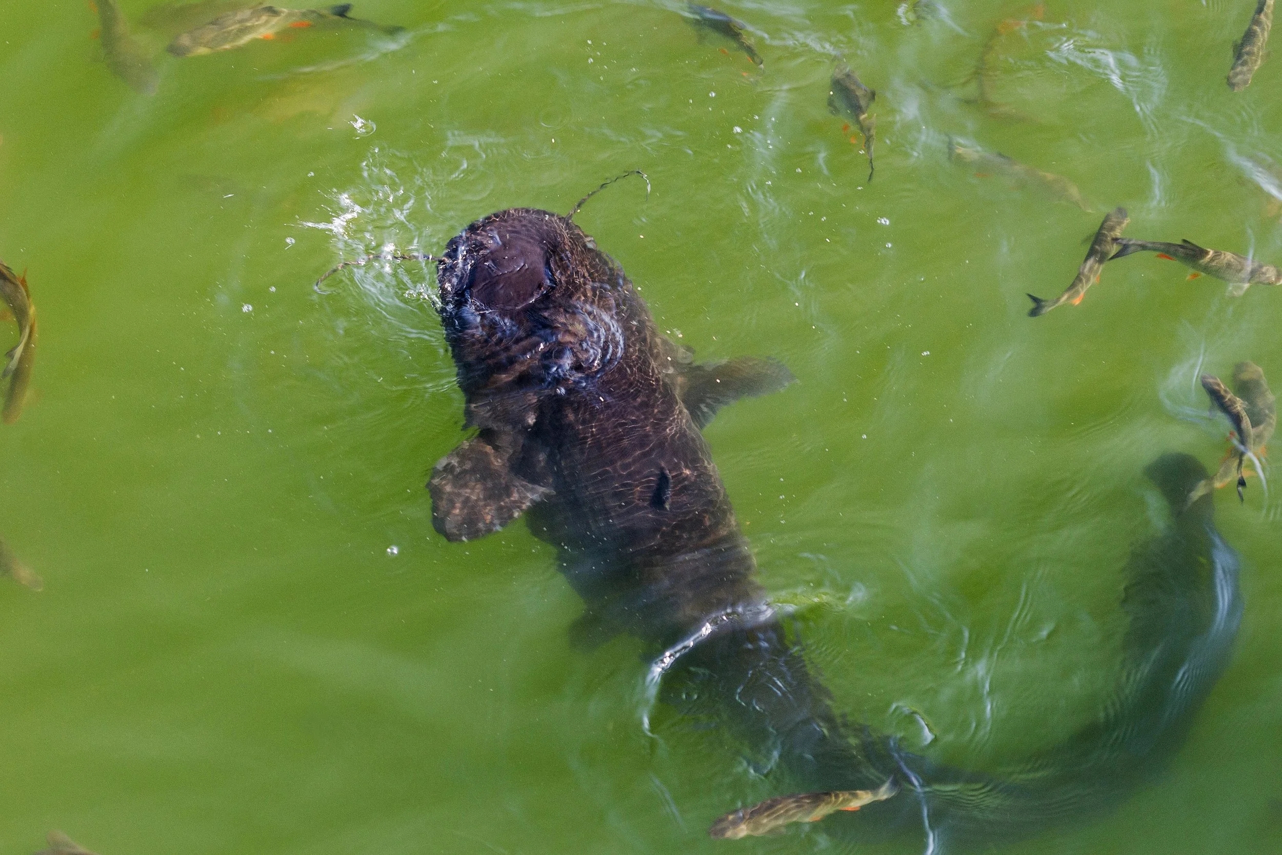 Types of Diseases That Can Affect Catfish
