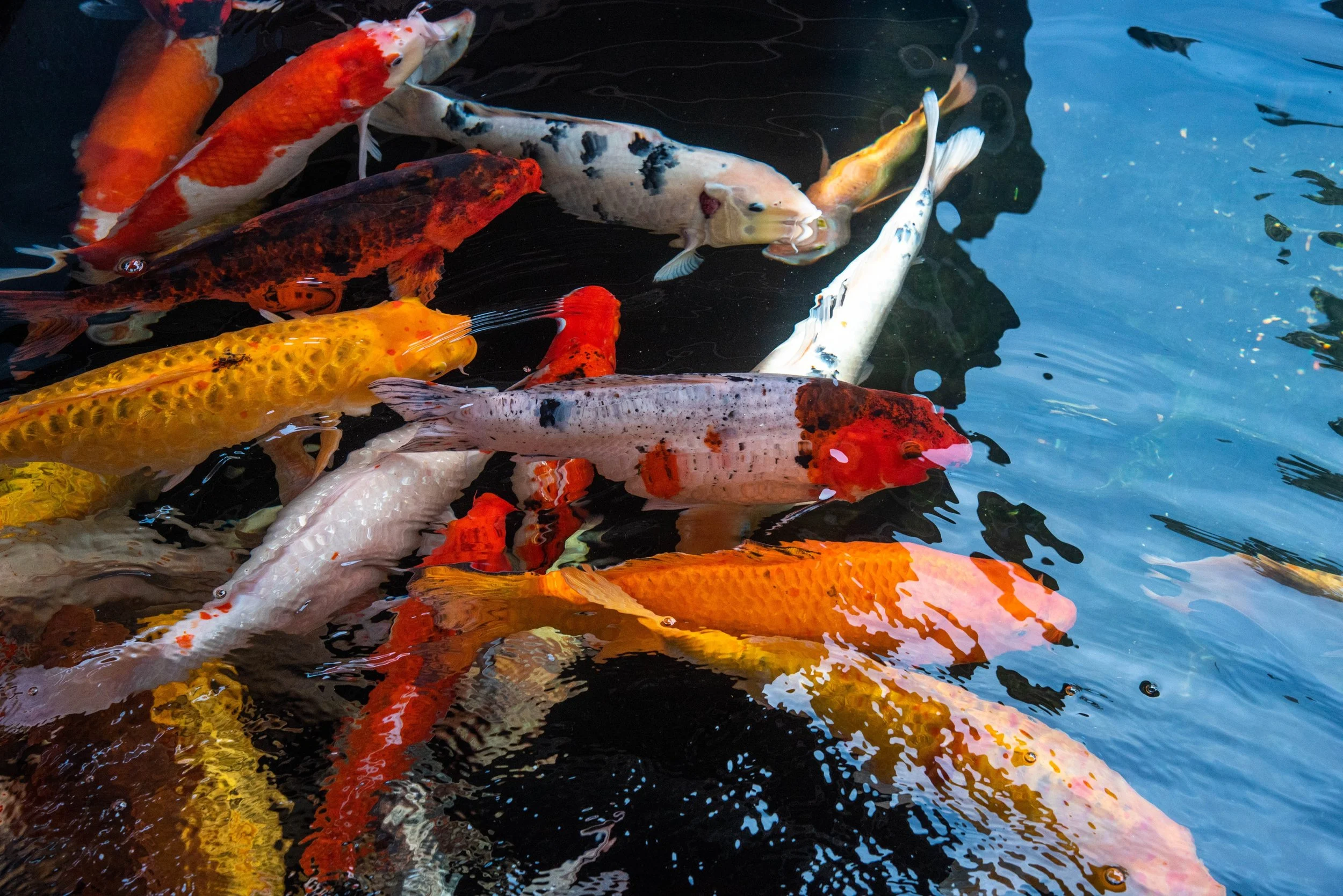 Koi pond water quality management