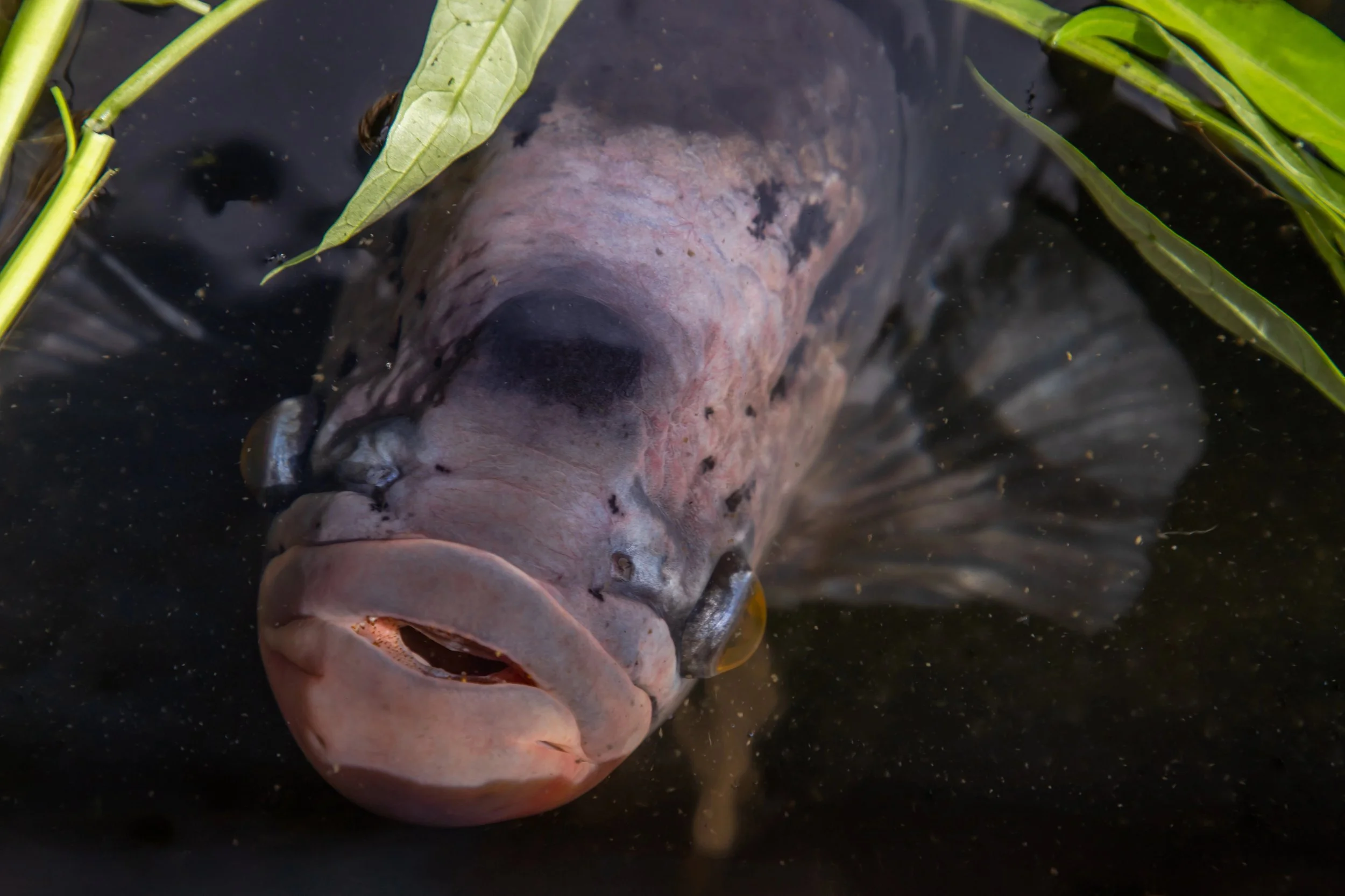Cara mempercepat pertumbuhan ikan gurame