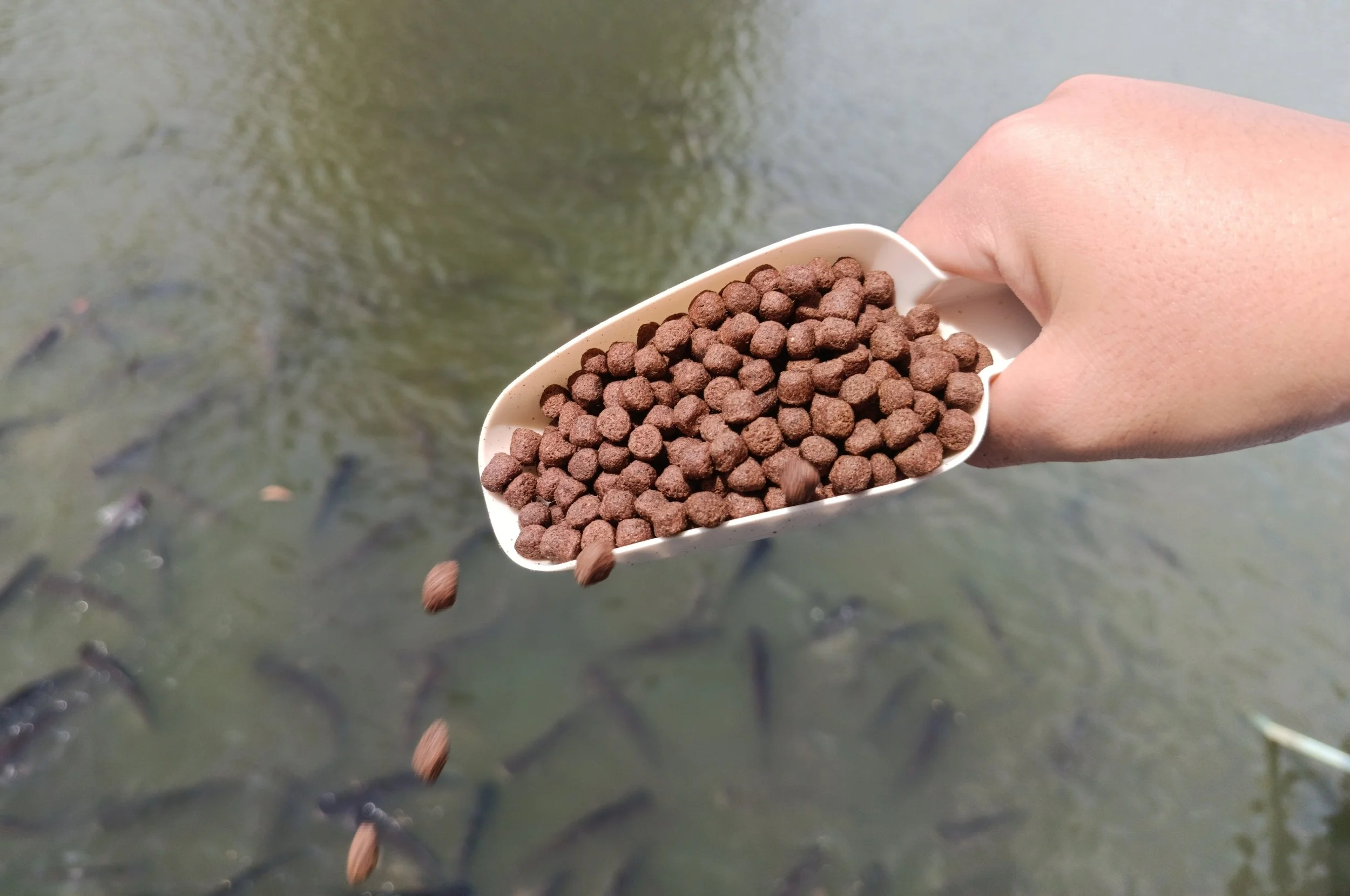 Pakan dan obat ikan yang aman dan ramah lingkungan berdasarkan ekonomi hijau