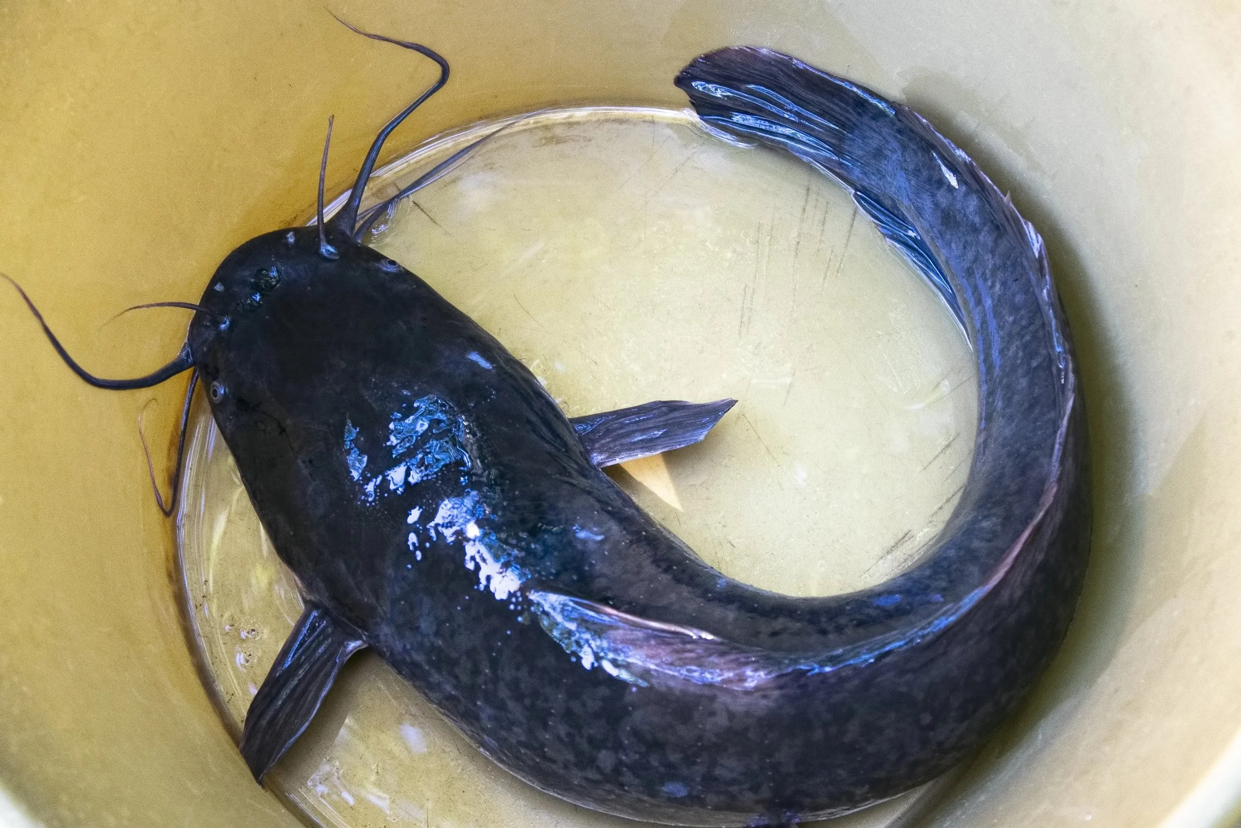ikan lele
