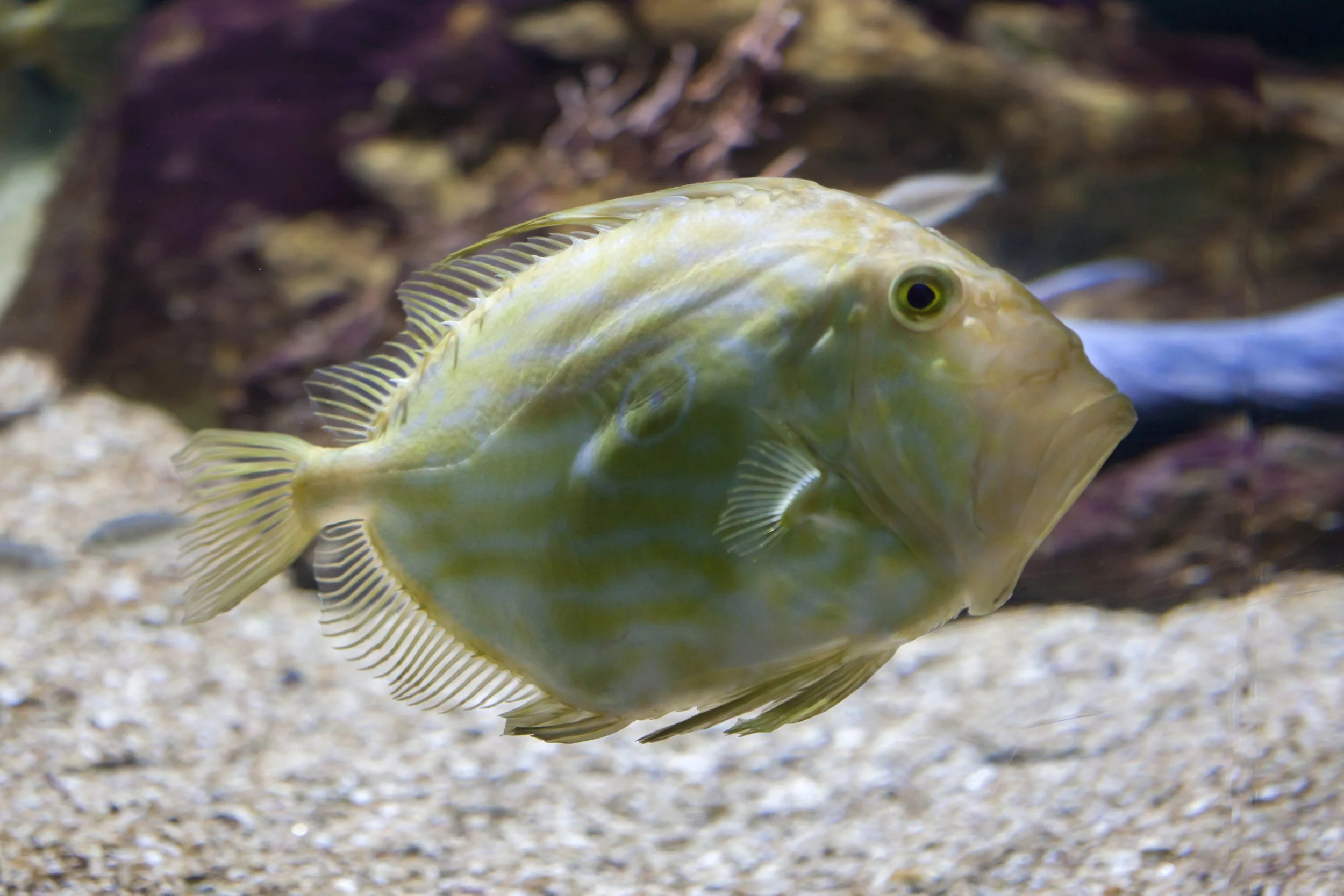 Ikan John Dory
