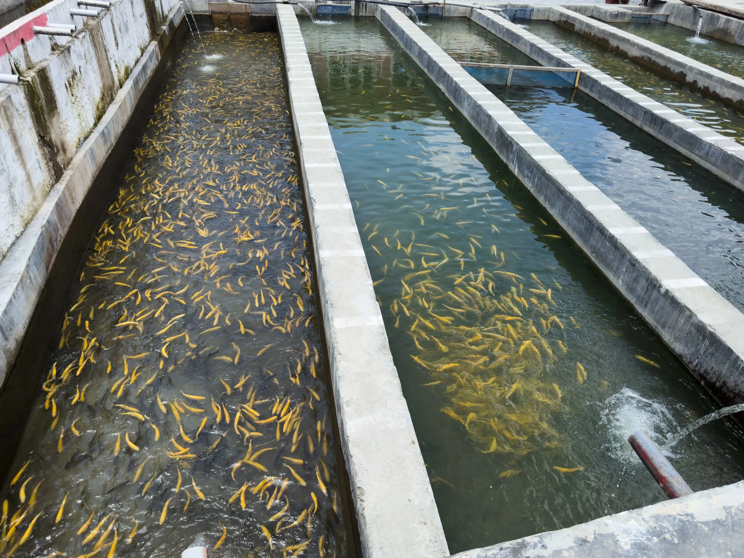 Strategi praktis untuk meningkatkan pasar atau penjualan benih ikan pada balai benih ikan