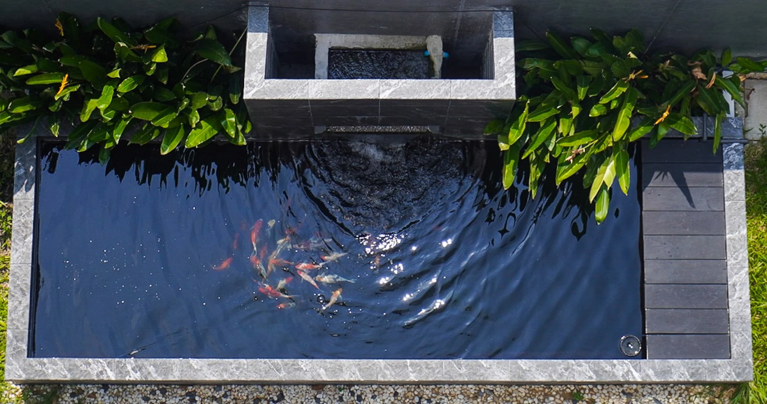 Persiapan membuat kolam Ikan Koi