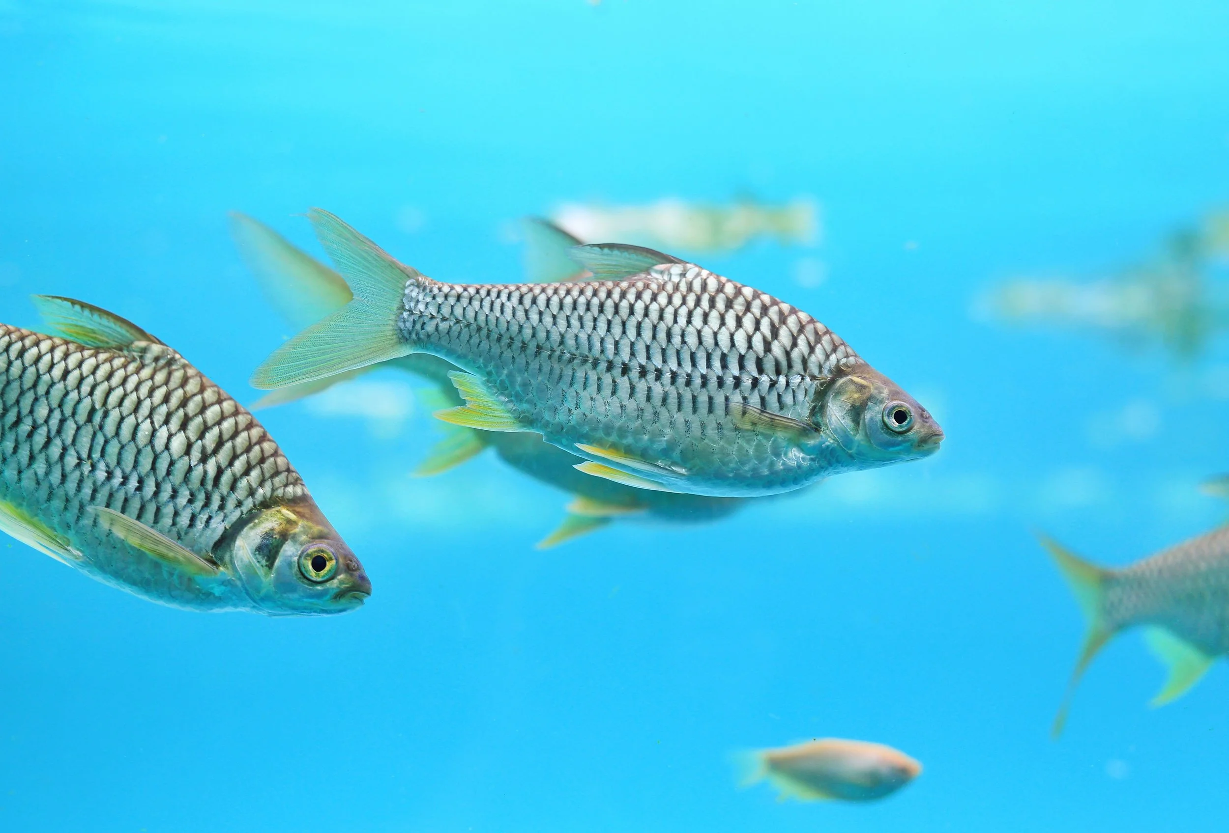 ikan tawes