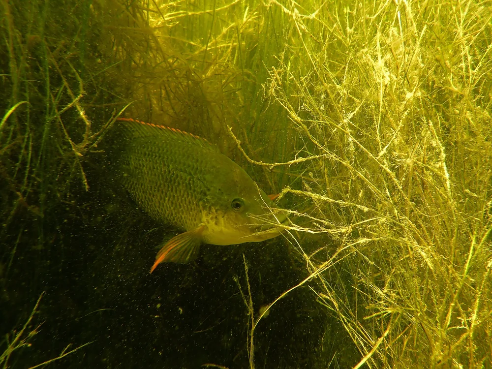 Perbedaan ikan nila dan ikan mujair — Agribisnis Info