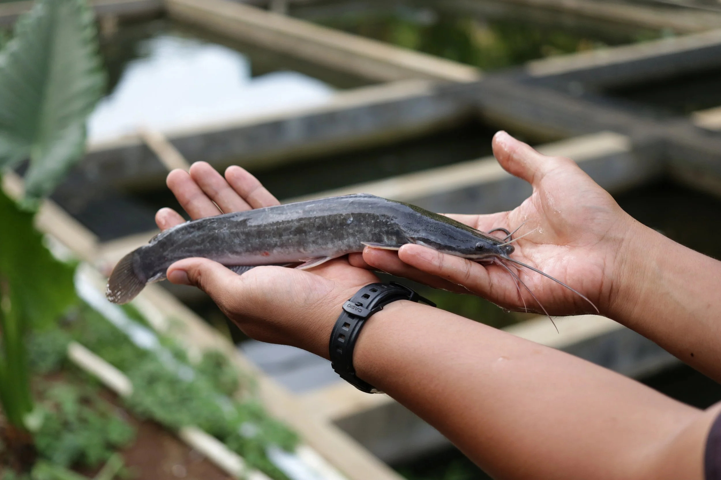 artificial spawning techniques for catfish