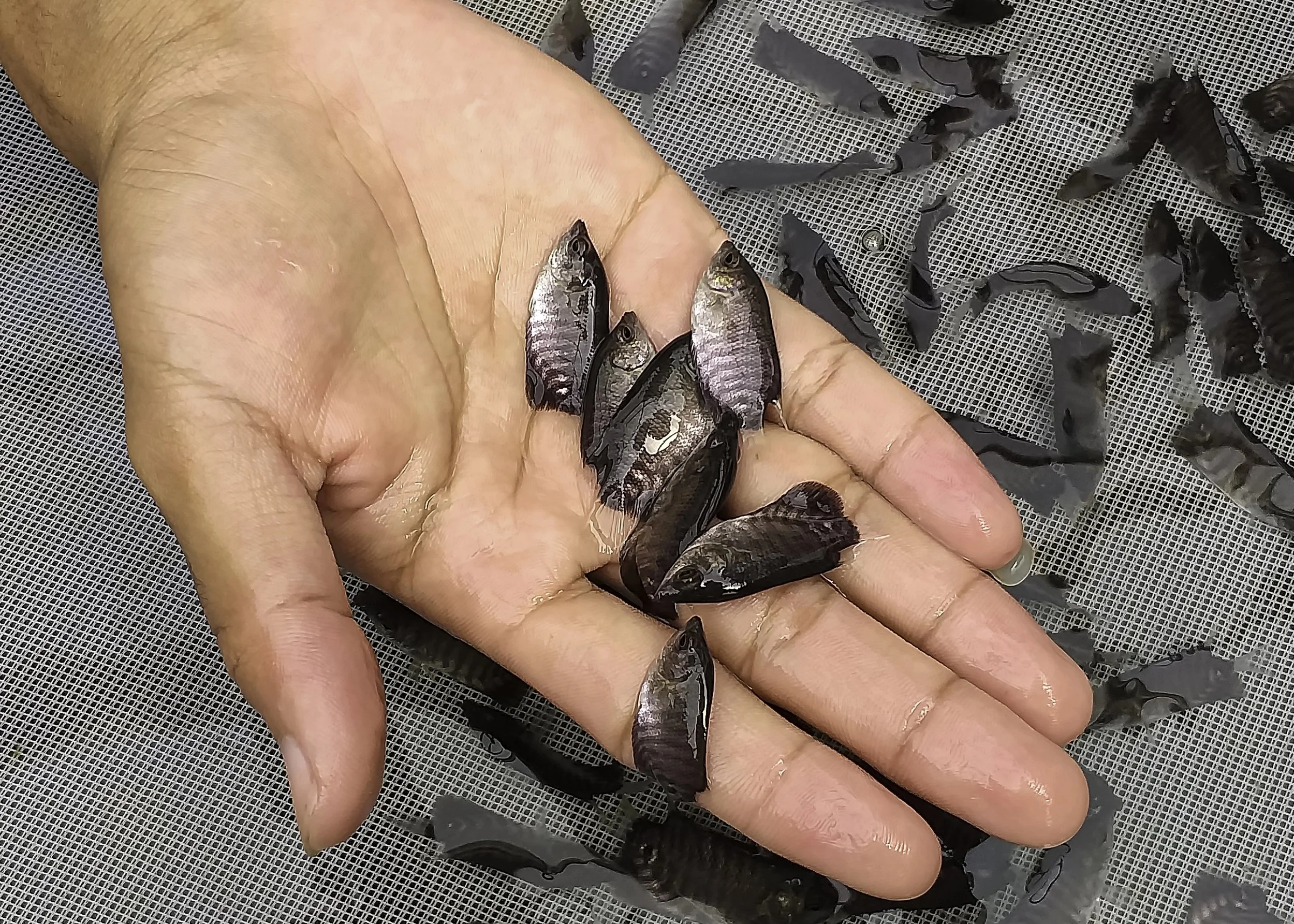 Produksi benih ikan Gurame per meter persegi