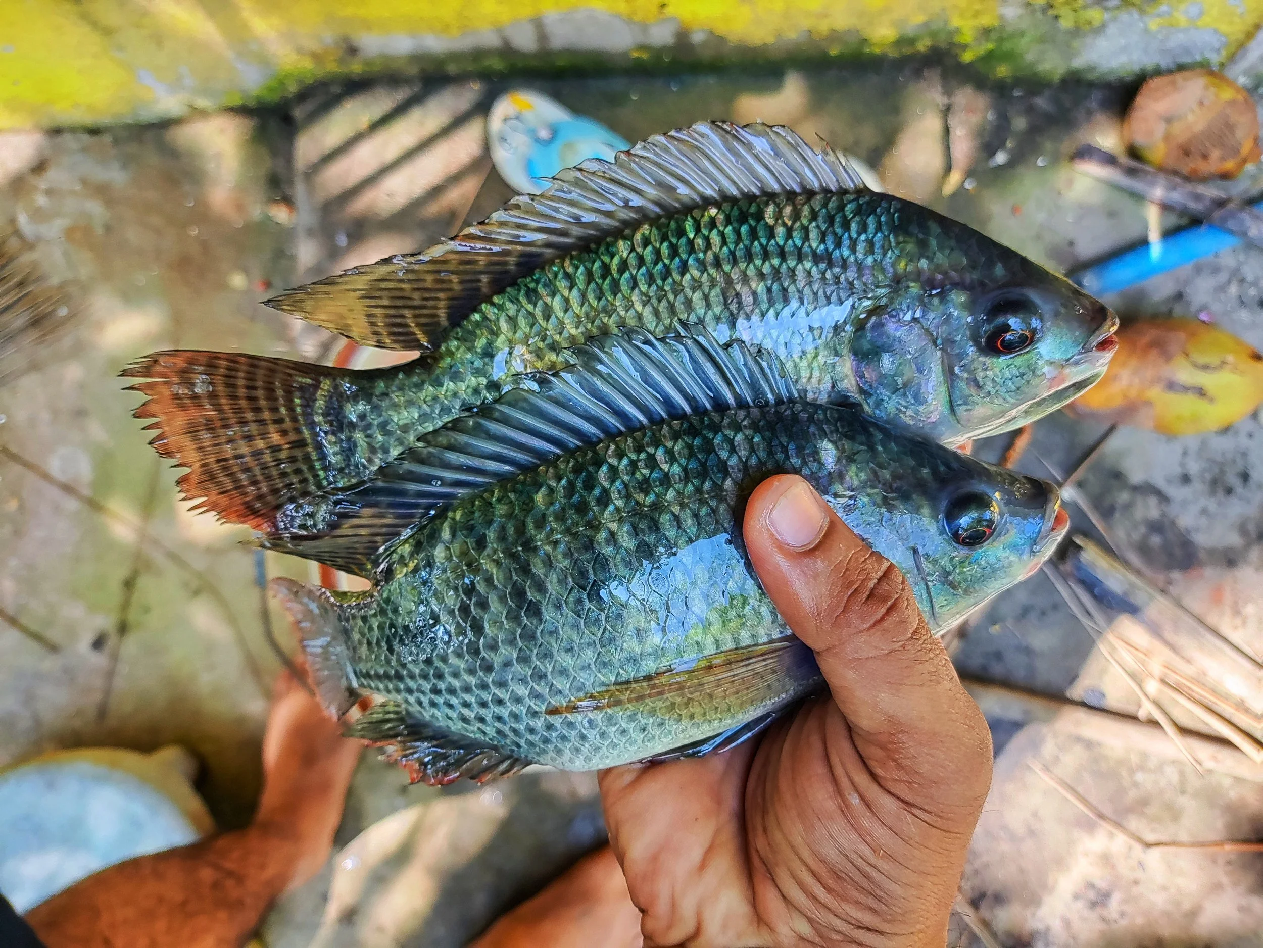 A person holding a small colorful fish with green, blue, and orange scales. The background shows muddy ground and some blurred objects.