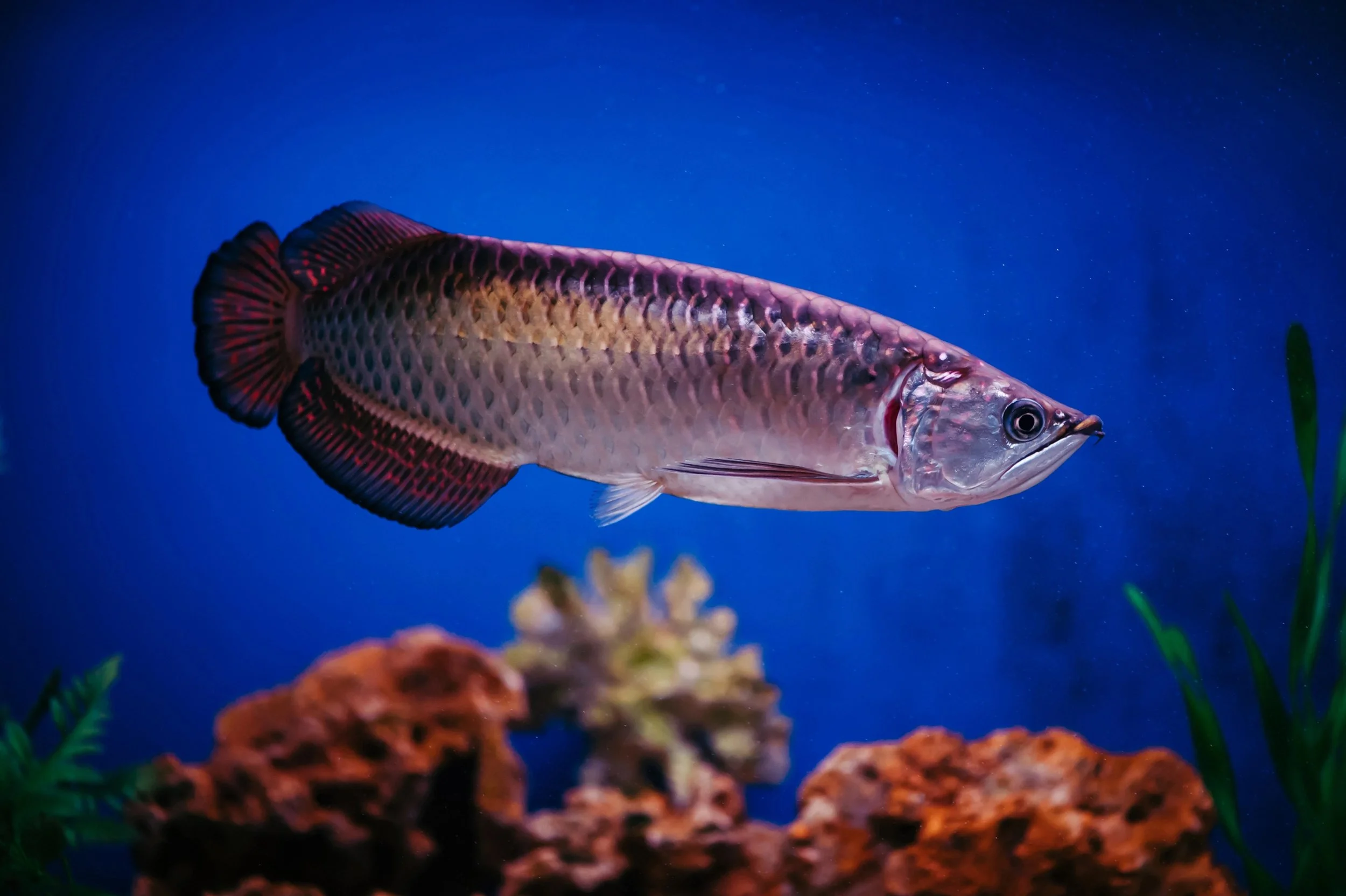 How to maintain the brightness of arowana fish