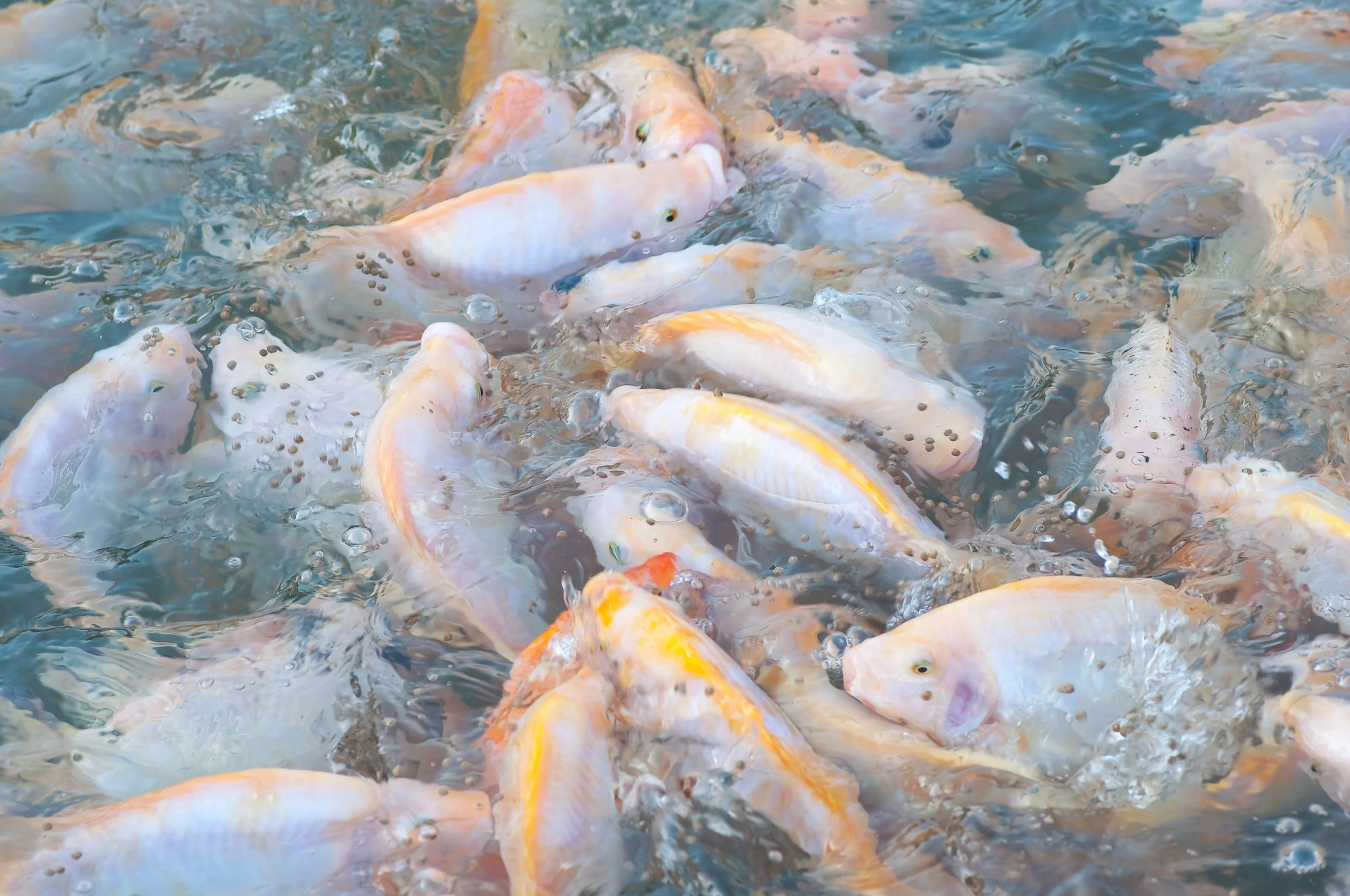 Bagaimana cara menjual hasil produk perikanan berupa ikan nila konsumsi