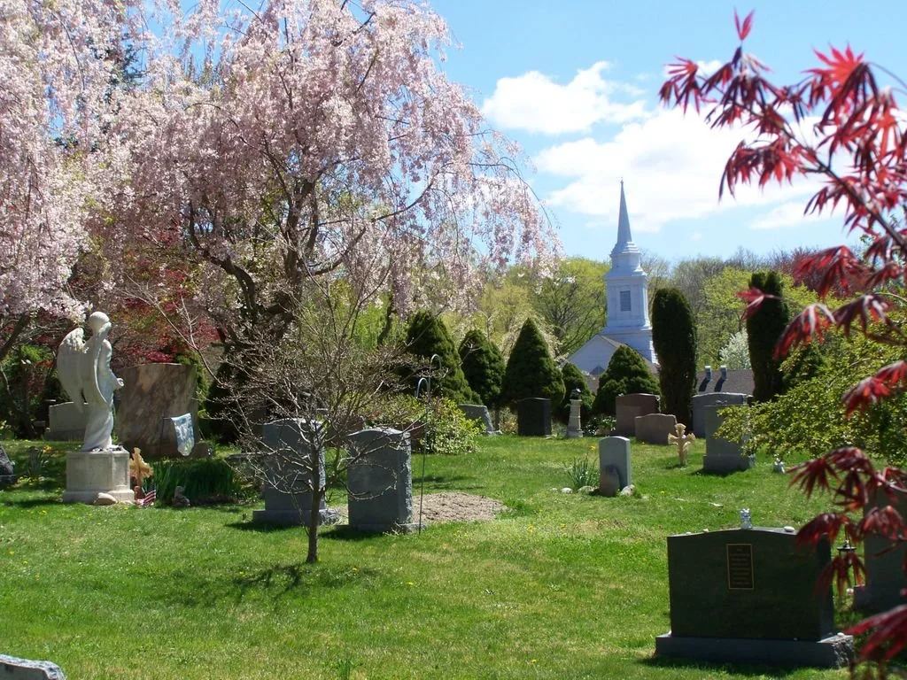 back of cemetery headstones with view of white church steeple, evergreen bushes, and cherry tree in blossom