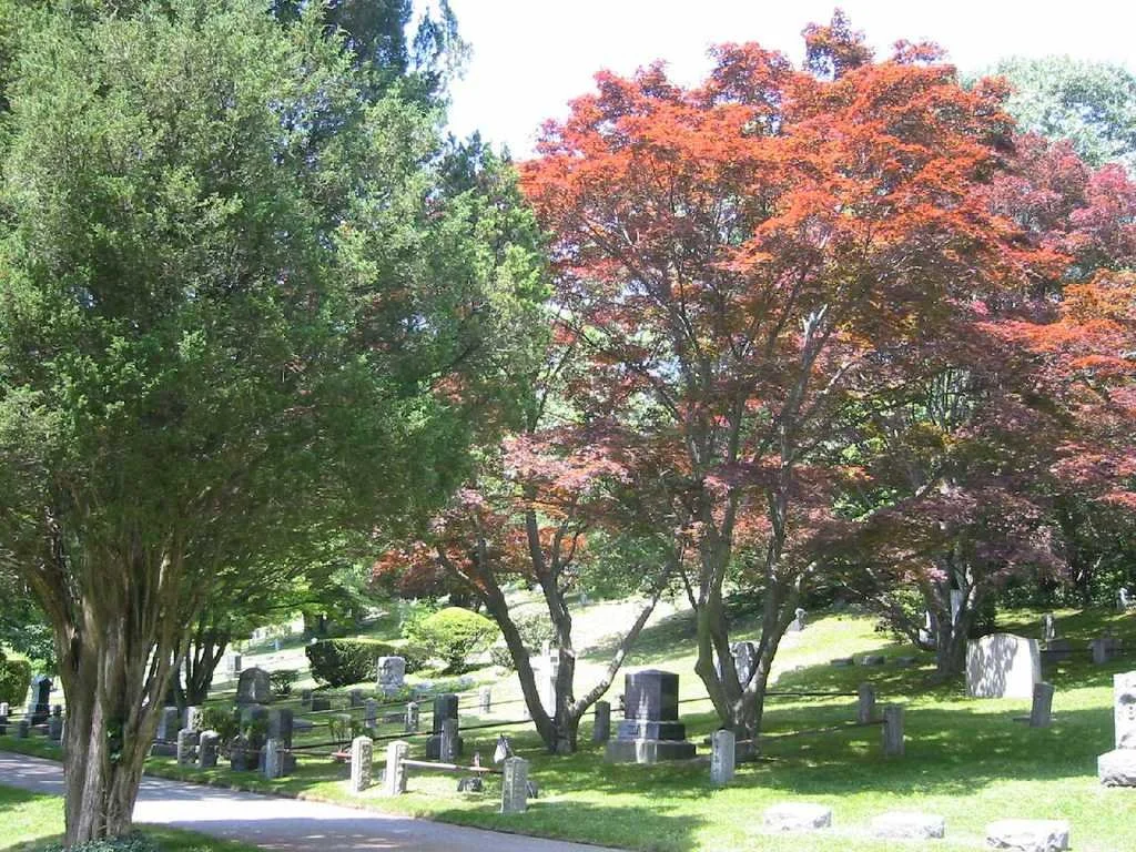 Monuments in cemetery with large trees with green and red foliage