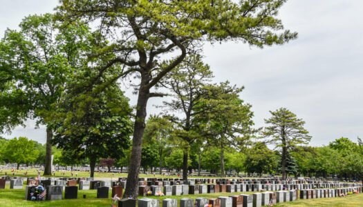 View of cemetery with single monuments in a row with trees in bloom.
