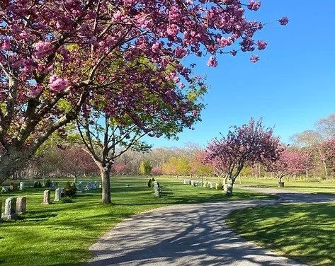 cemetery with monuments lined in rows surrounded by cherry blossoms in bloom
