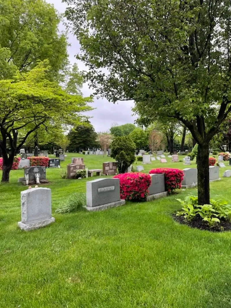 Gravestones in rows, azaleas in bright pink  bloom, many tree.