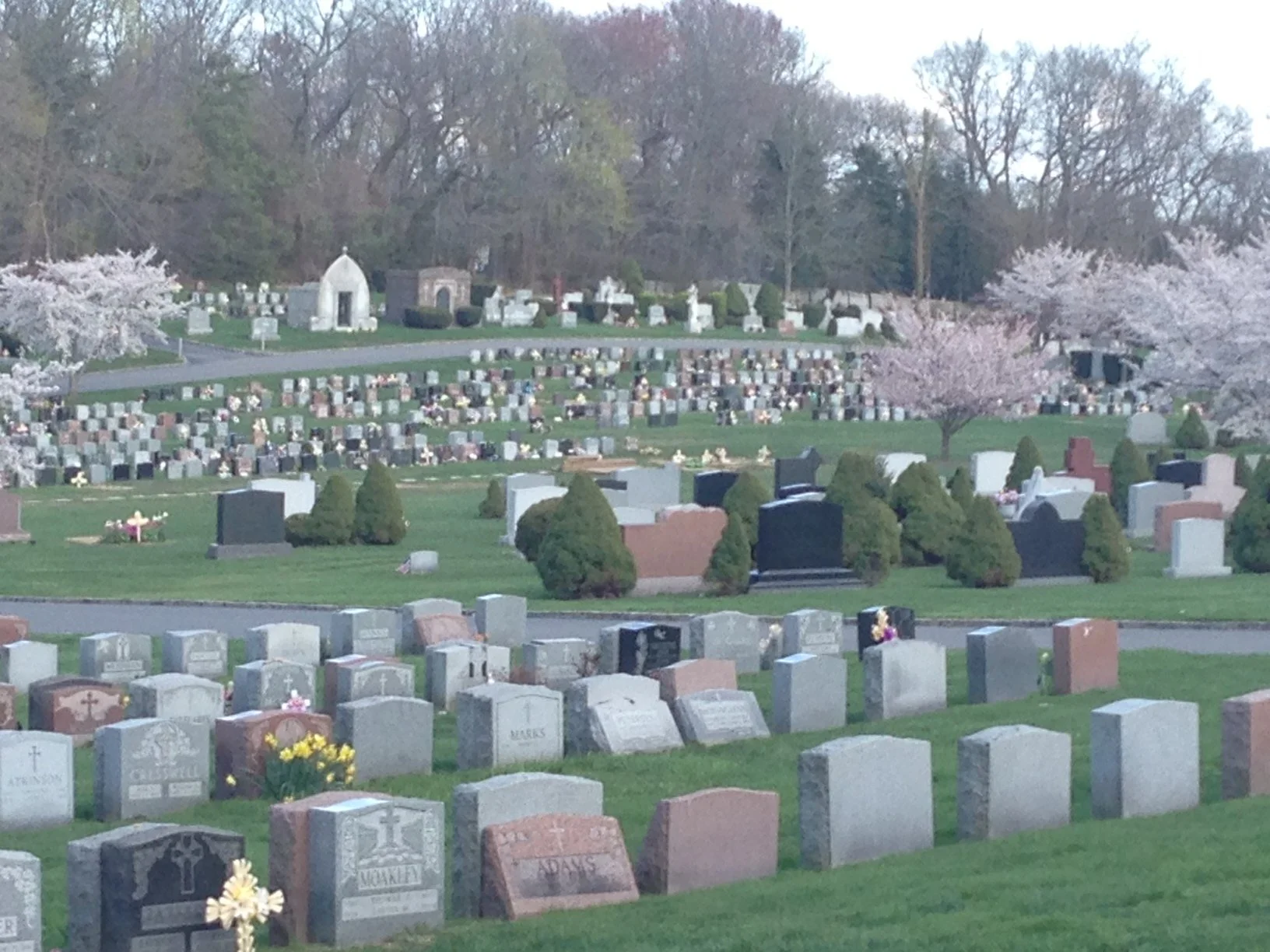 cemetery with many rows of gravestones in grey, pink and black. Mausoleums line that back row.