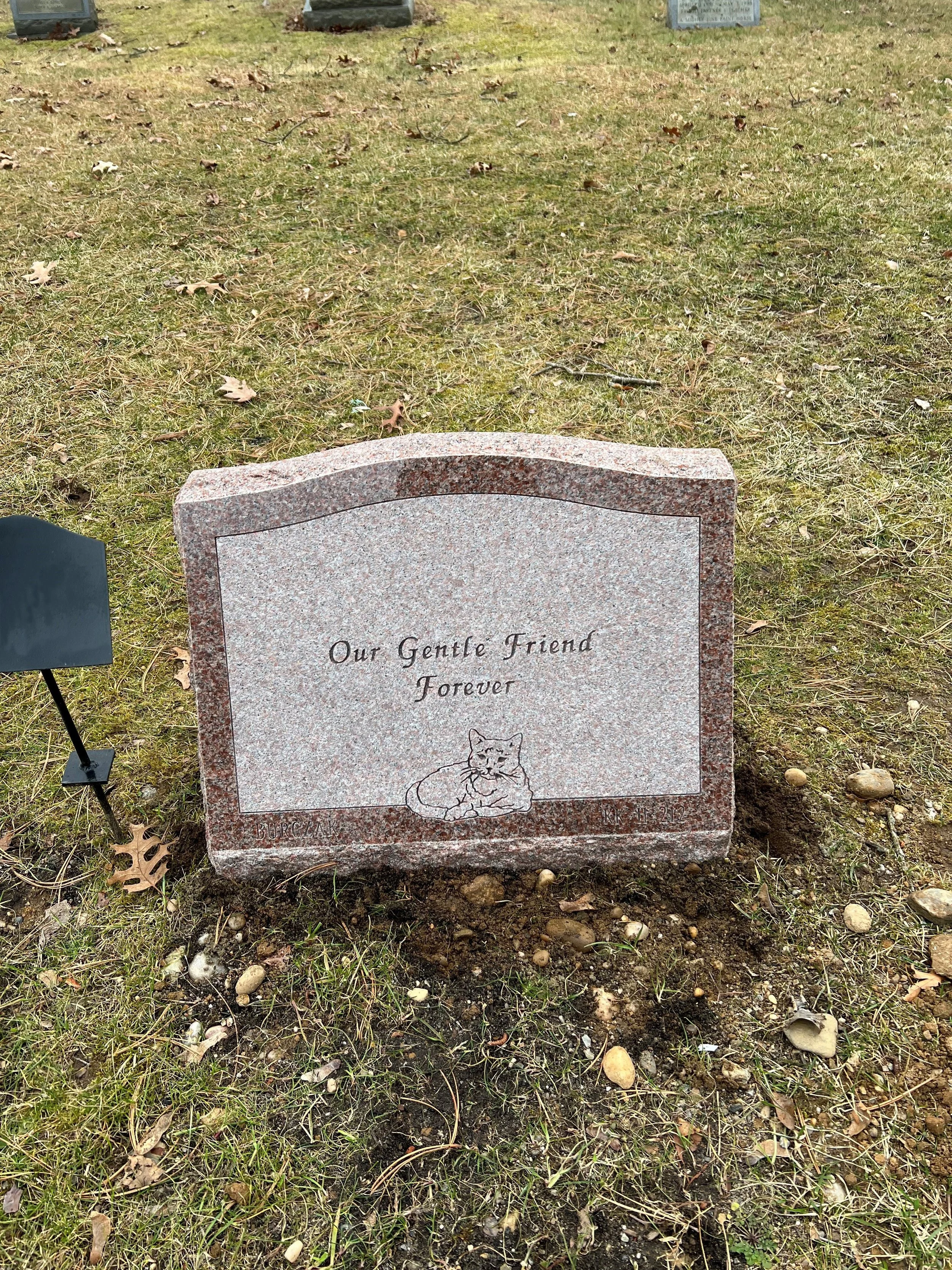 Gravestone at a cemetery with the inscription: 'Our Gentle Friend Forever' and an illustration of a lying cat. The ground around the gravestone is grassy with leaves and small rocks scattered around.