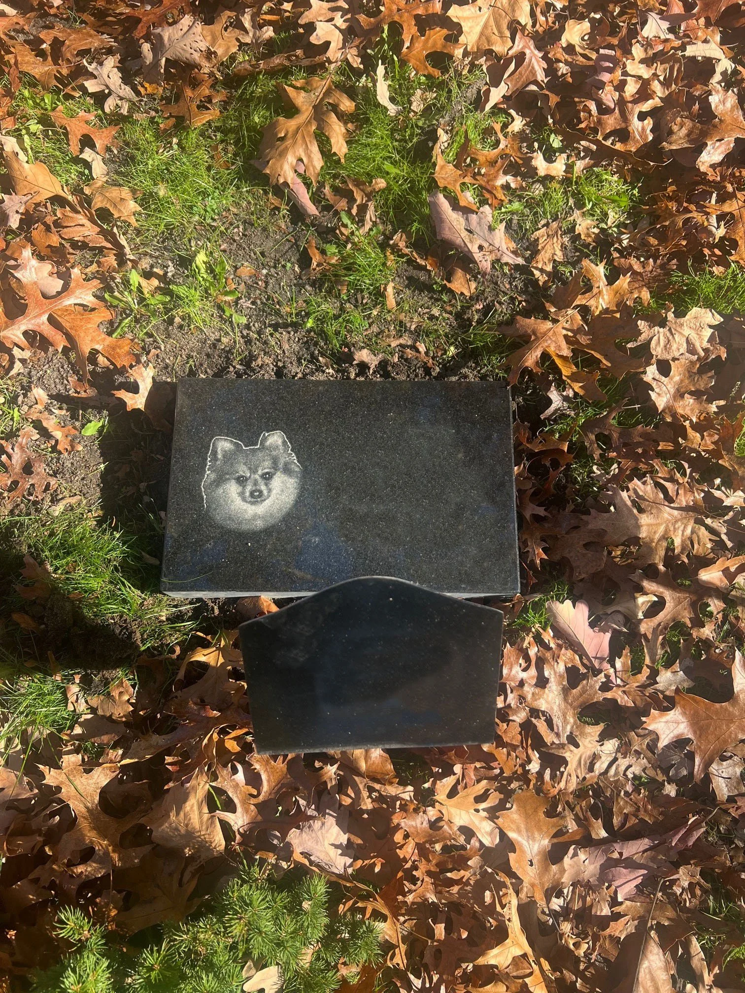 A gravestone with an image of a dog, placed on the ground amidst fallen brown leaves and green grass.