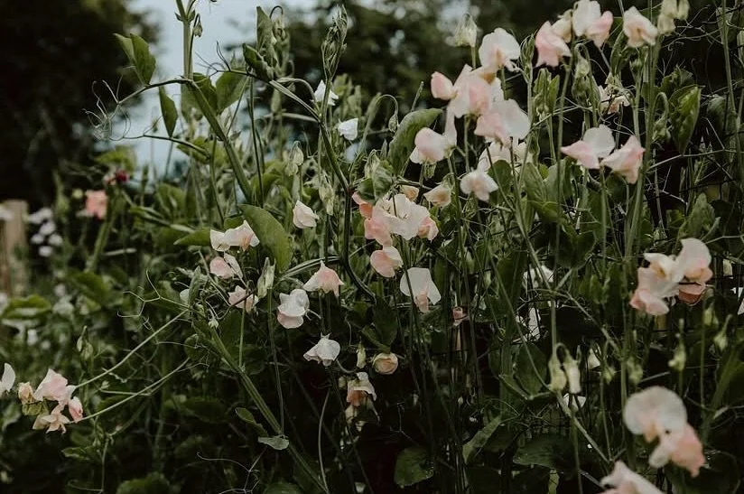 First round of this years sweetpea sowing today, looking forward to lots of these beautifully scented flowers.
I missed my flowers last year after deciding to take a step back. 

In my first blog for 2025 (link in my bio) I talk about &ldquo; balanci