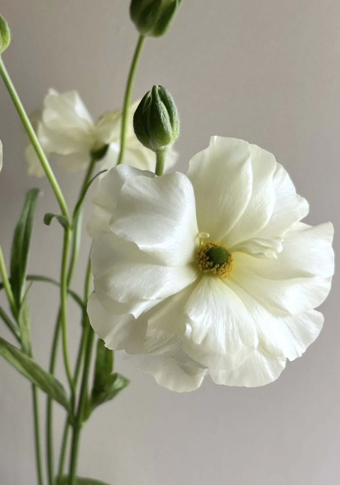 Close-up of white butterfly ranunculus flower showing delicate layered petals