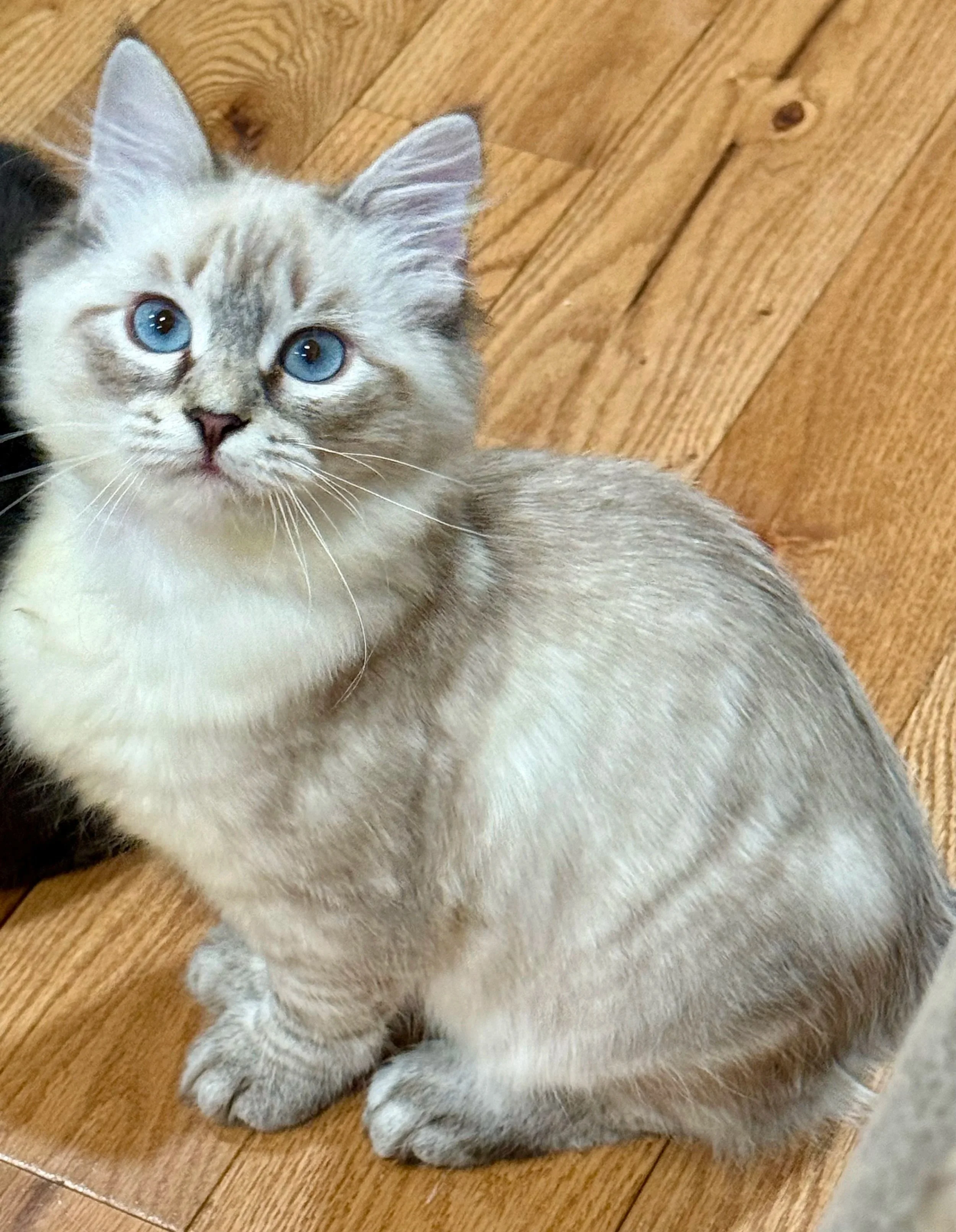 Siberian Neva Masquerade Princess Masha Available