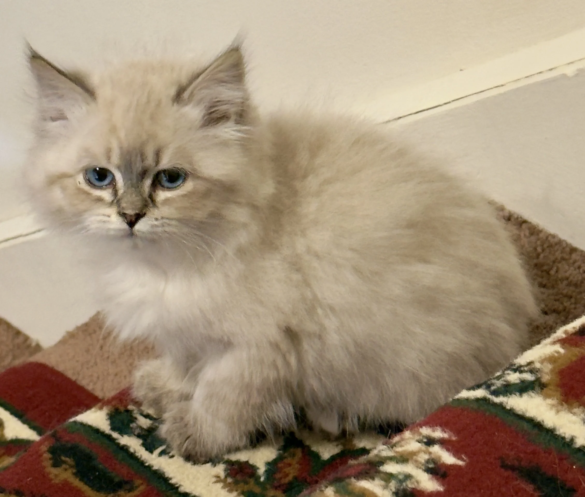 Princess Molly, Available