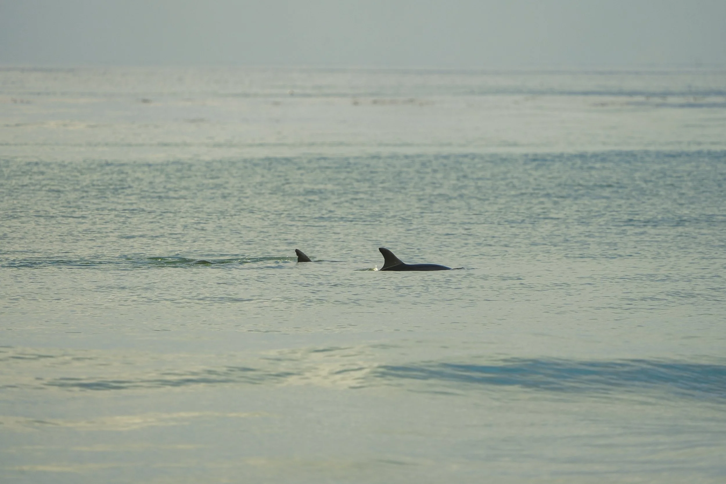 SOF09739.jpg
