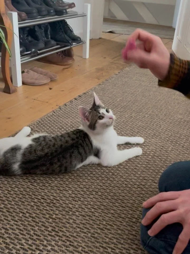 Missing cat

Topaz been missing for over 24 hours for the first time &amp; it&rsquo;s really unlike her to be away, especially in the storm ⛈️ 

We came across these old photos, while making missing cat posters &amp; wanted to share her funny charact