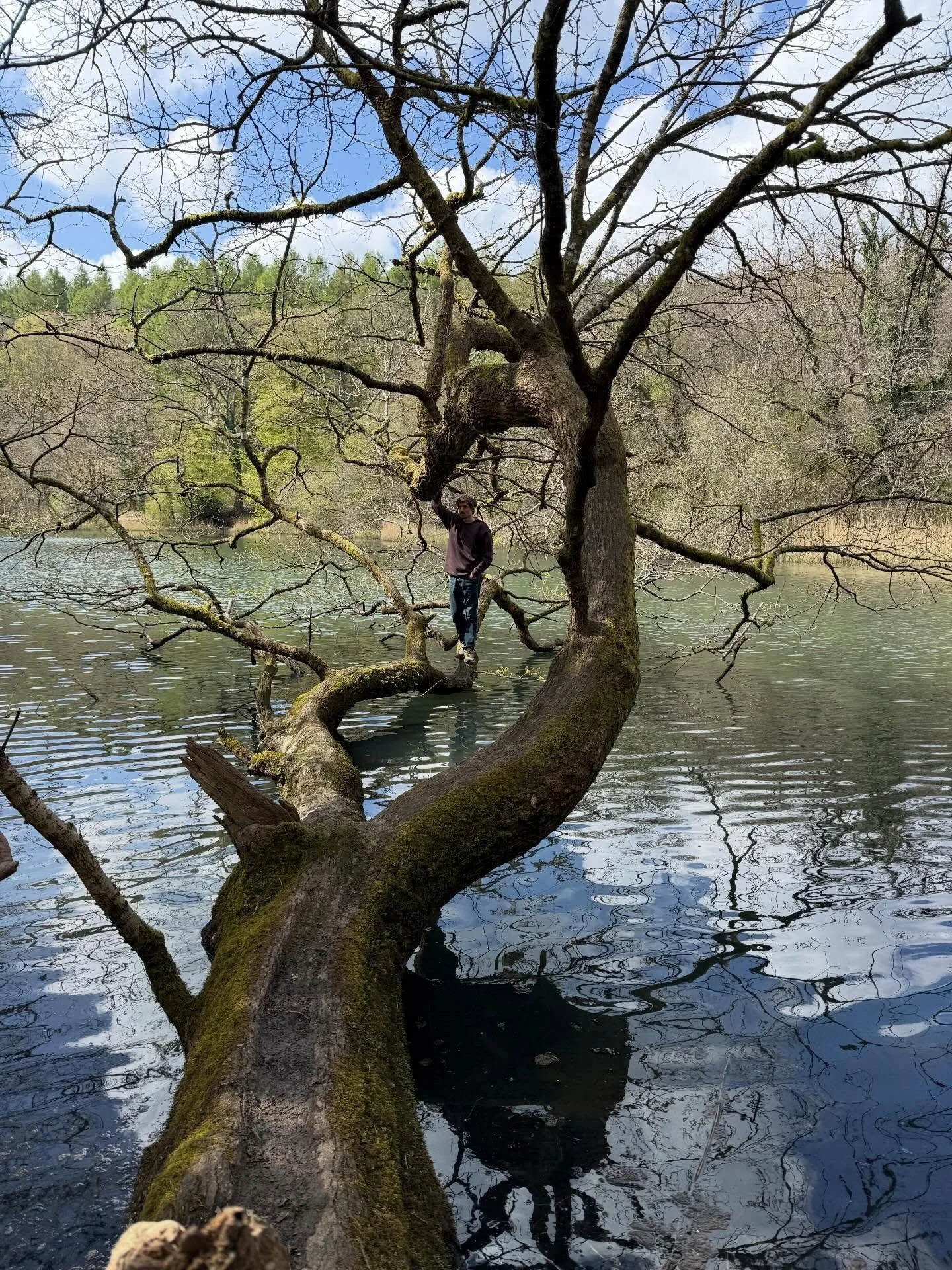 Sunny 🌞 birthday picnic 🧺 for Laurie at Forest of Dean 🌳 💕 Happy Birthday 🎂 @gibbs2507 

Saw 👀 Goshawk 🦅 and other interesting wildlife and even made a yummy 🤤 bento 🍱 lunch 🥗 

Lovely day out &amp; night off - thanks for covering my yoga c