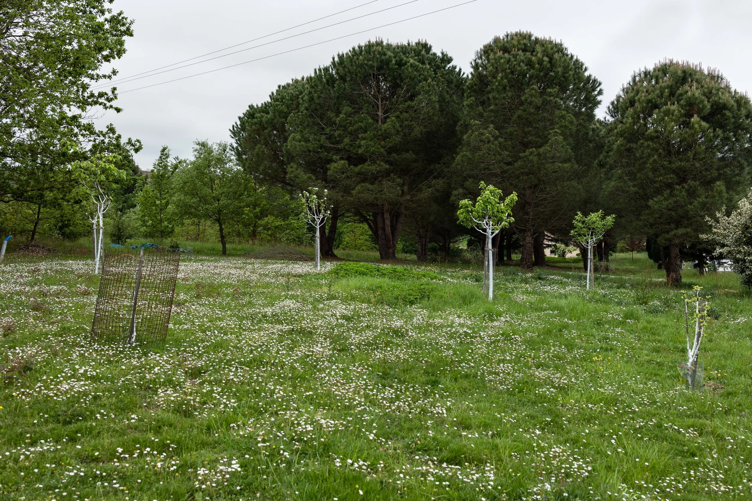 Un champ verdoyant parsemé de petites fleurs blanches, avec des arbres épars au milieu et une rangée d'arbres plus grands en arrière-plan. Quelques protections métalliques entourent des jeunes arbres.